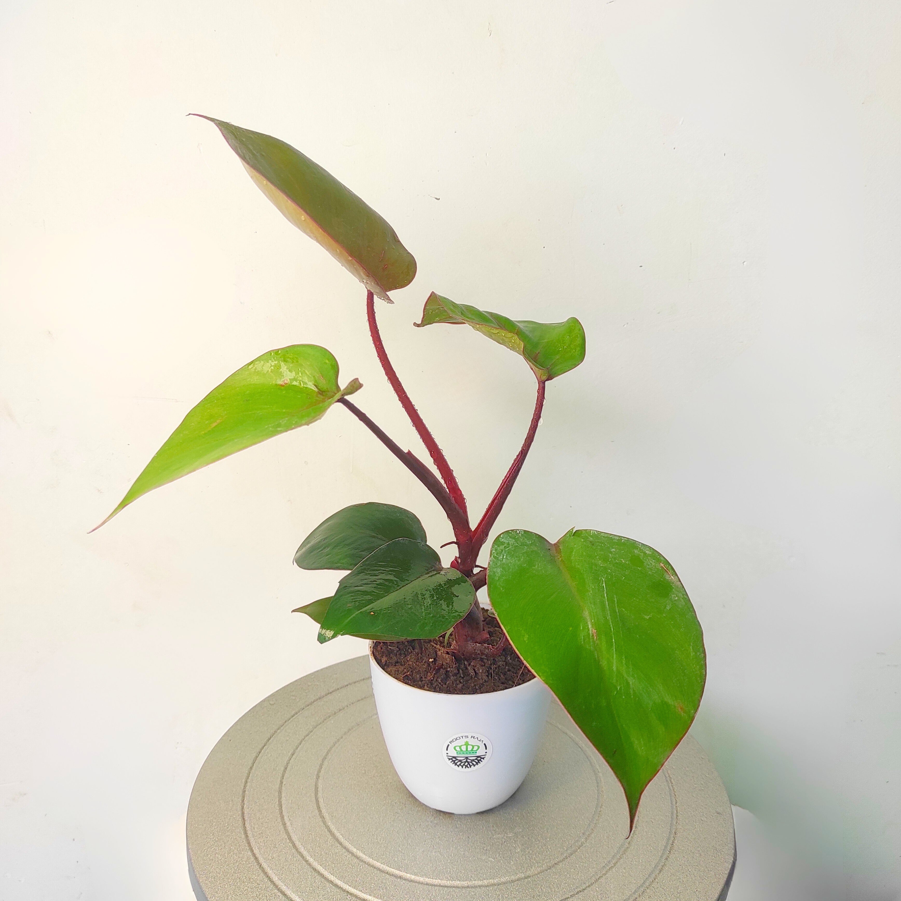 philodendron black cardinal scientific name Buy Philodendron Black Cardinal – Elegant Indoor Plant