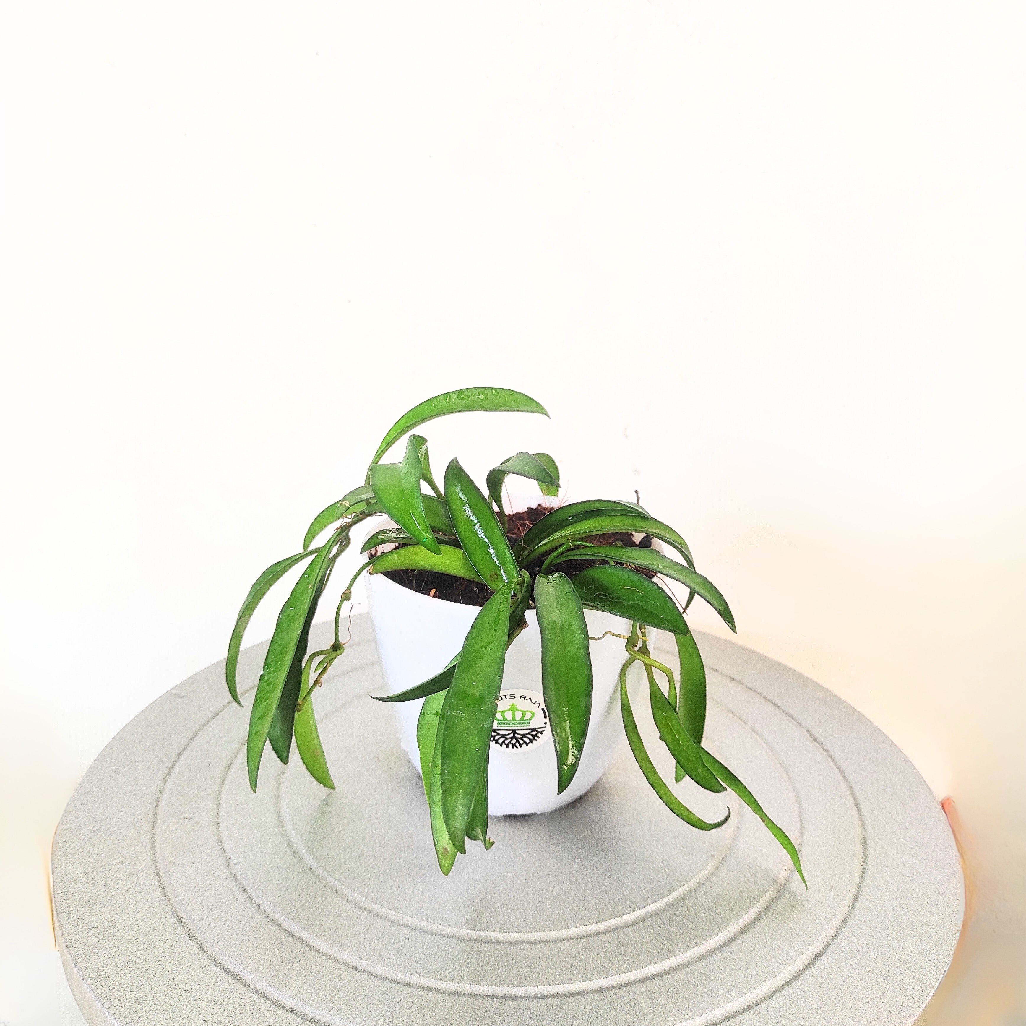 Hoya Kentiana Green