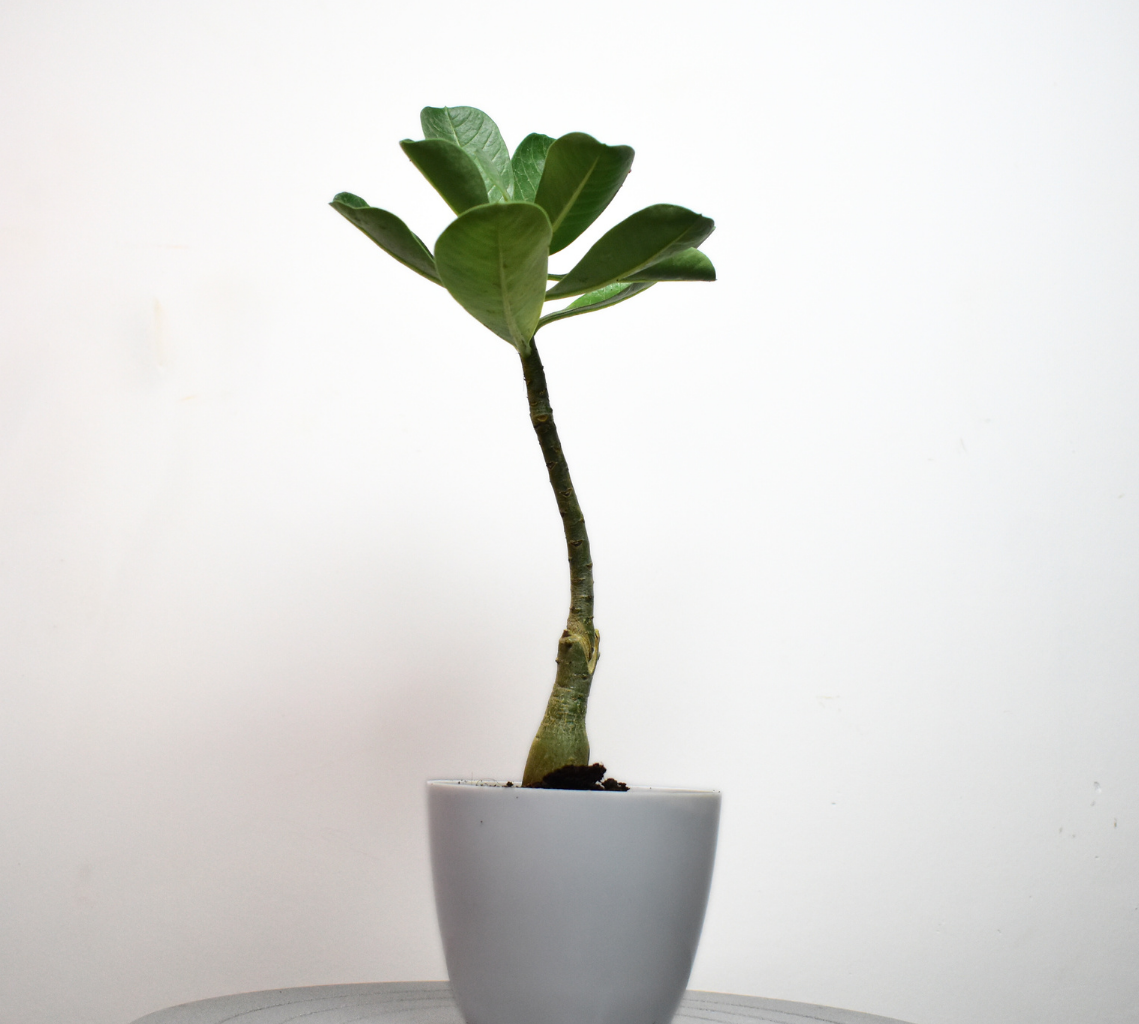 Adenium grafted
