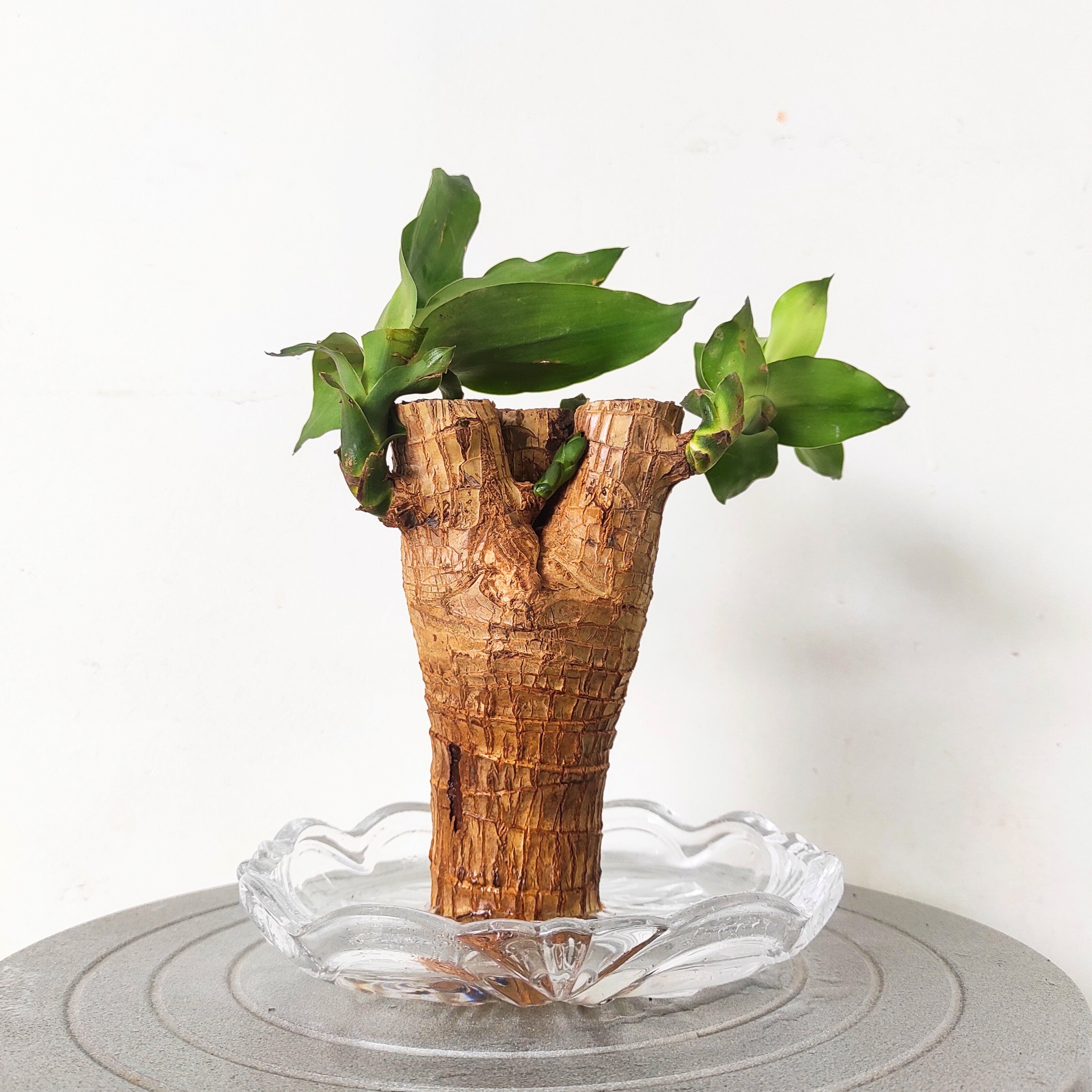 Brazilian Wood Plant