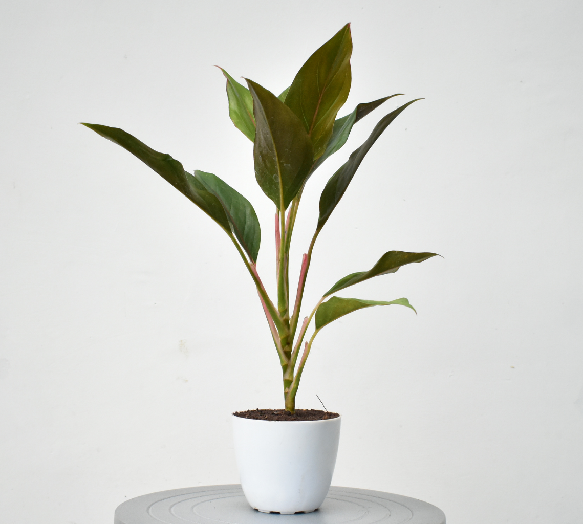 Aglaonema 'Green Lipstick'