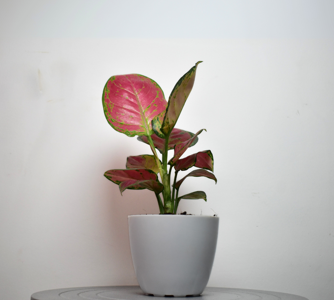 Aglaonema 'Pink'