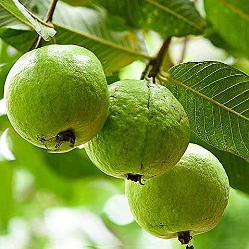 Grafted Allahabad Safeda Guava