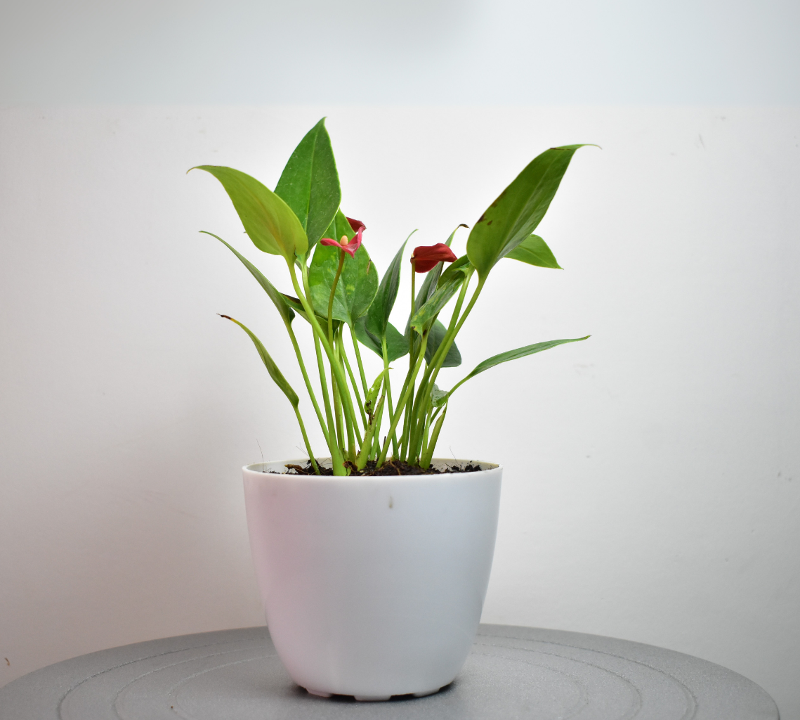 Anthurium Miniature