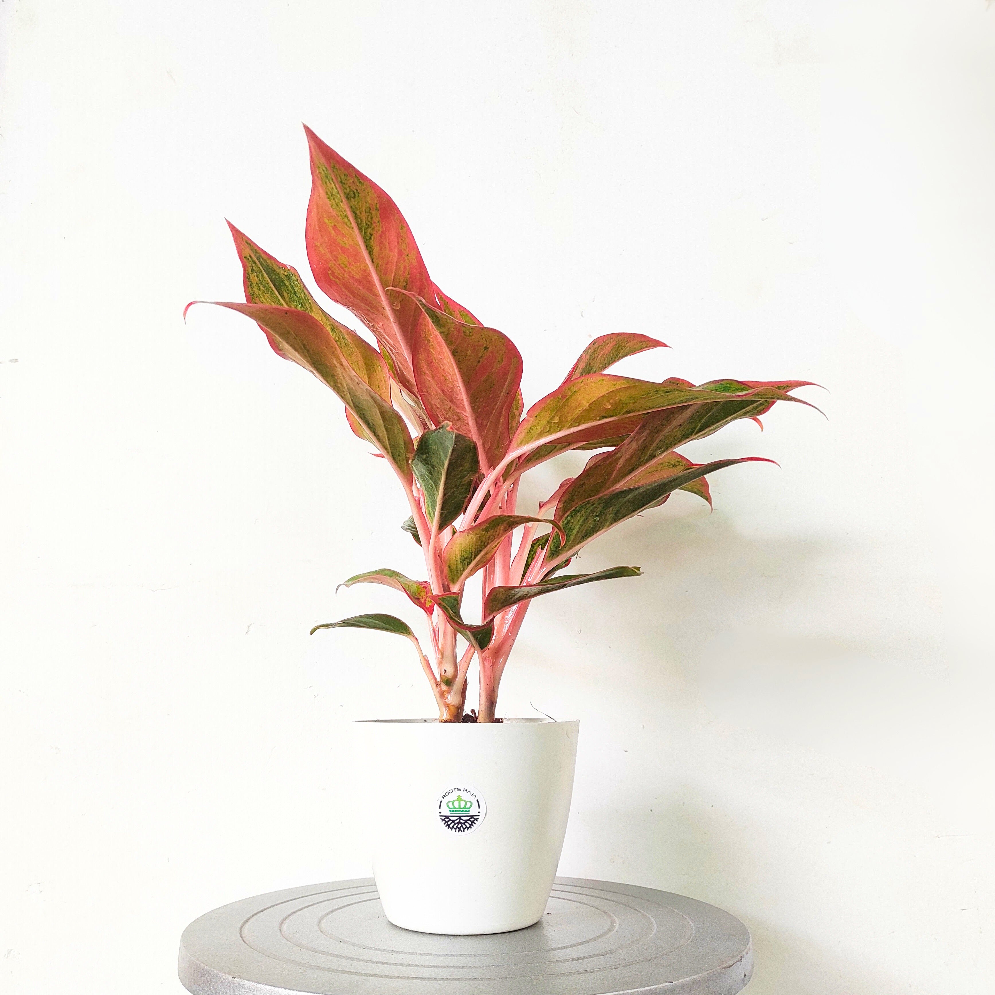 Aglaonema Red Lipstick