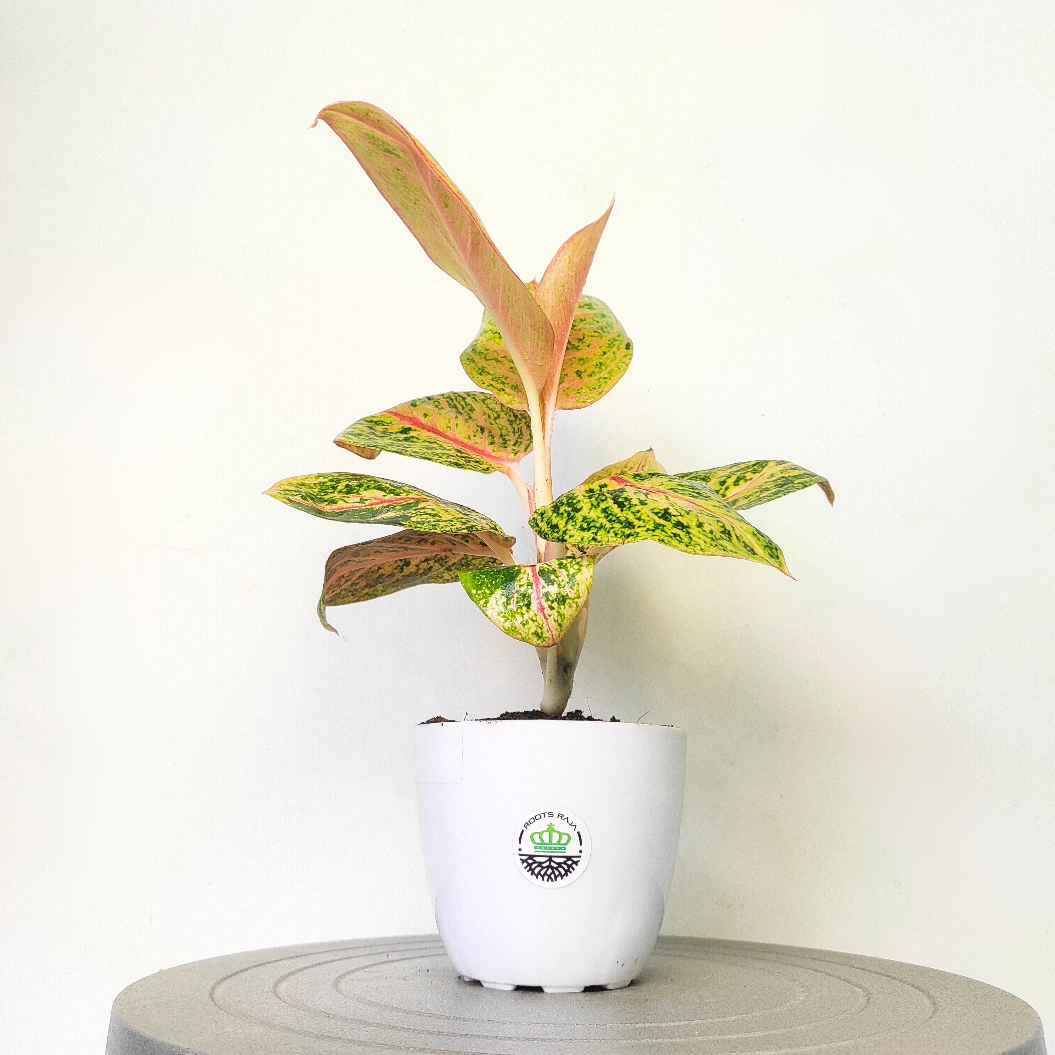 Aglaonema 'Golden Powder'