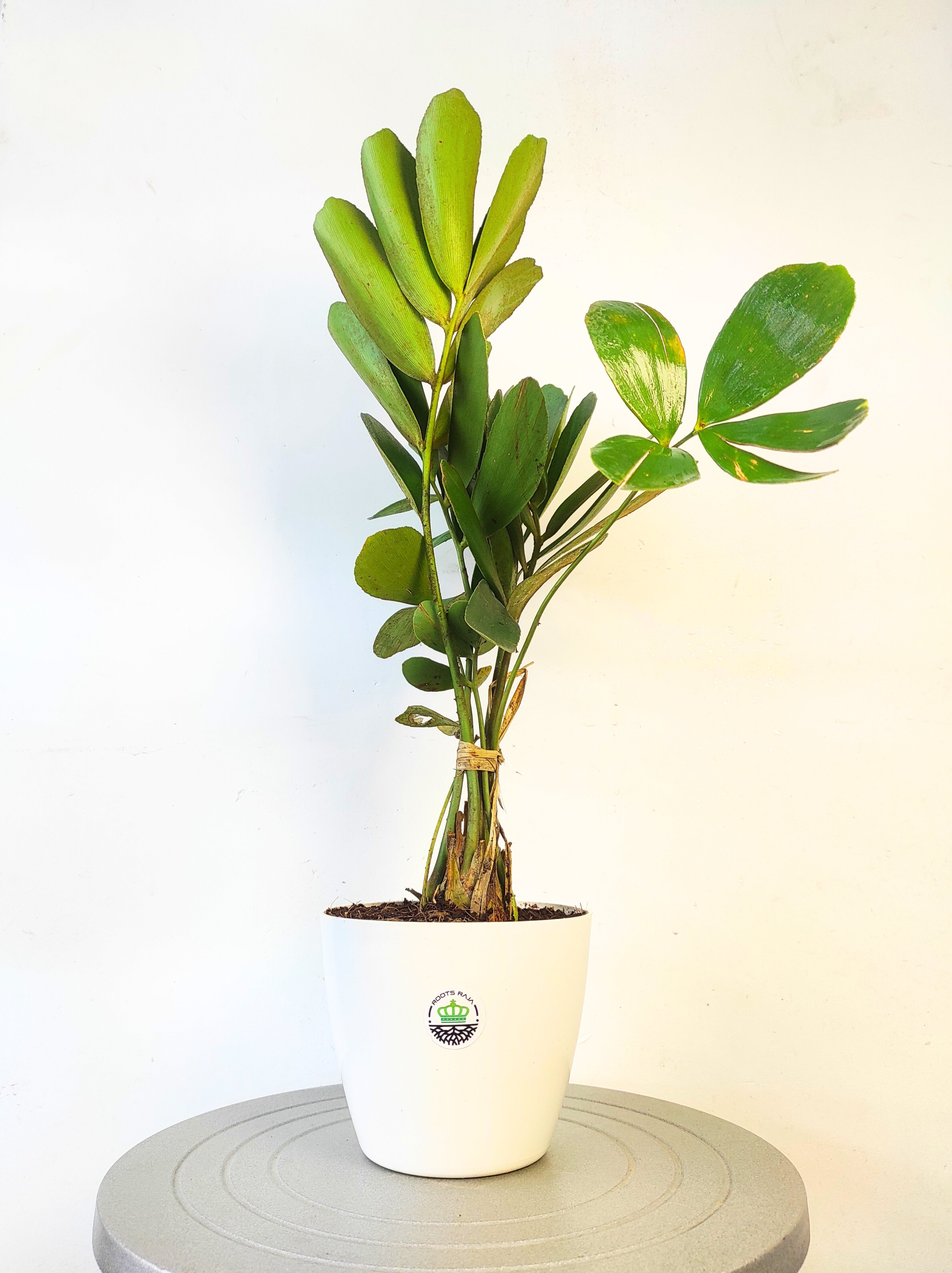 Zamia Palm (Zamia Furfuracea) | Care, Benefits & Growing Guide ...