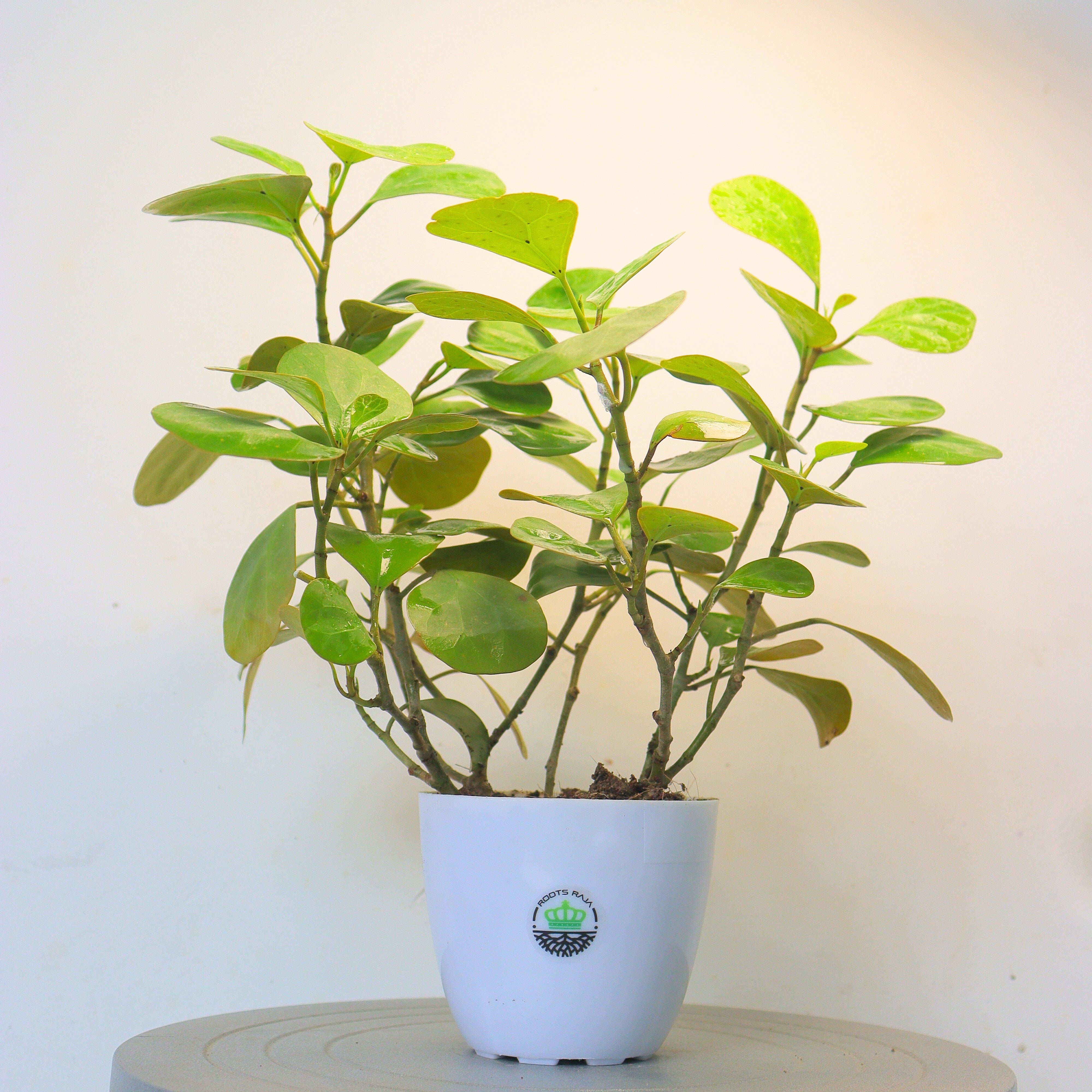 Ficus Mistletoe Gold