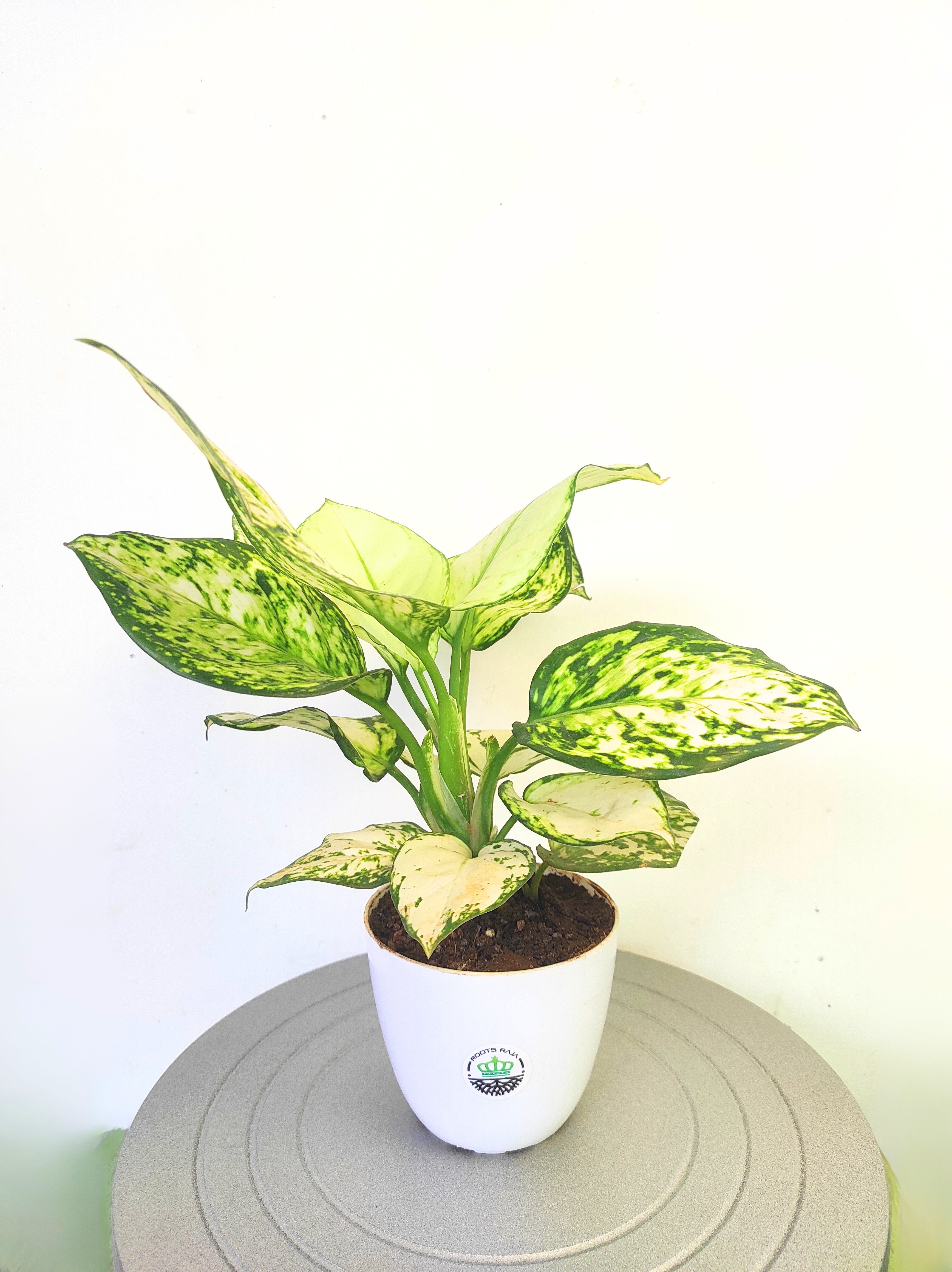 Aglaonema Super White