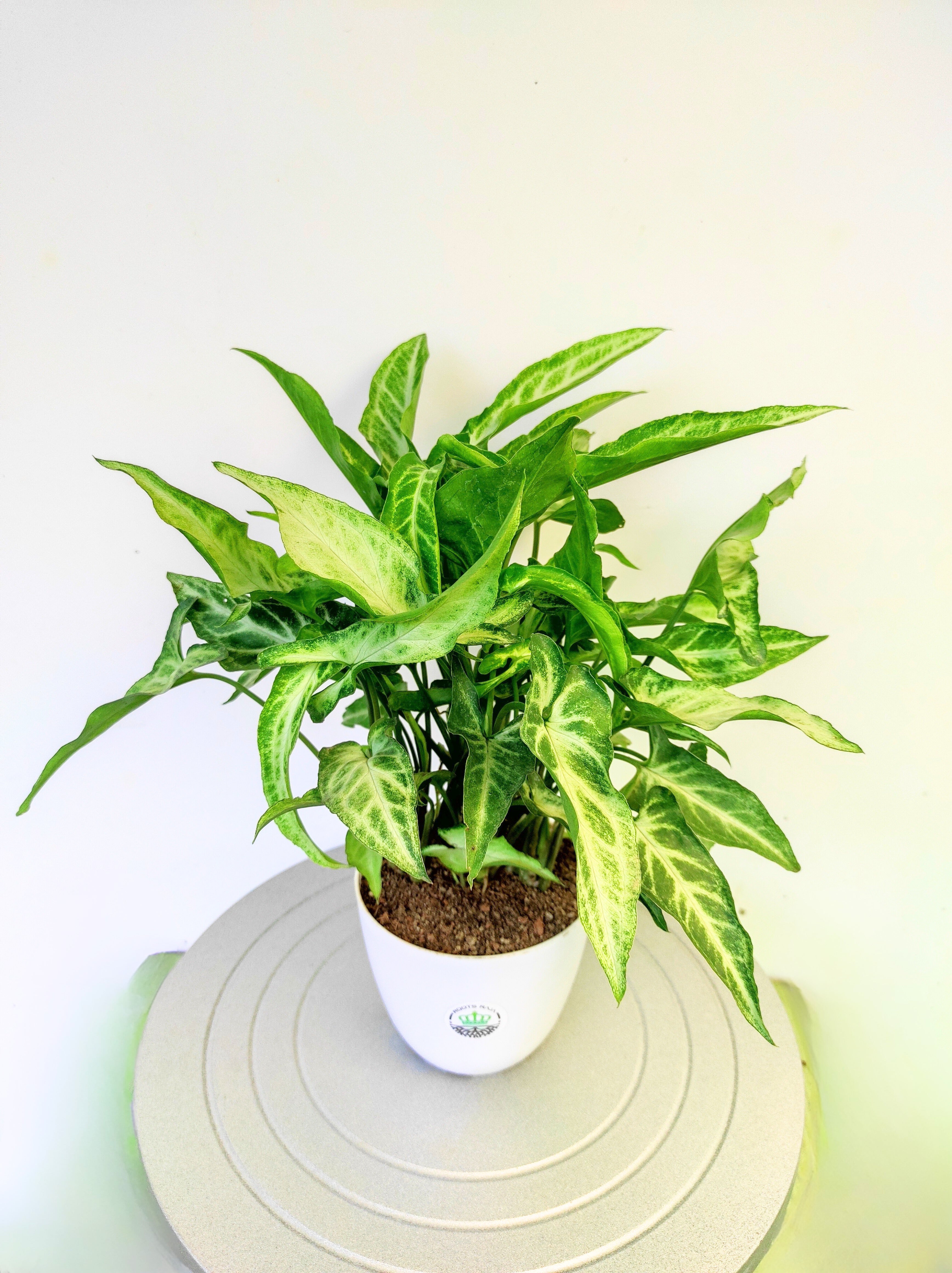 Syngonium White Butterfly Narrow Leaf