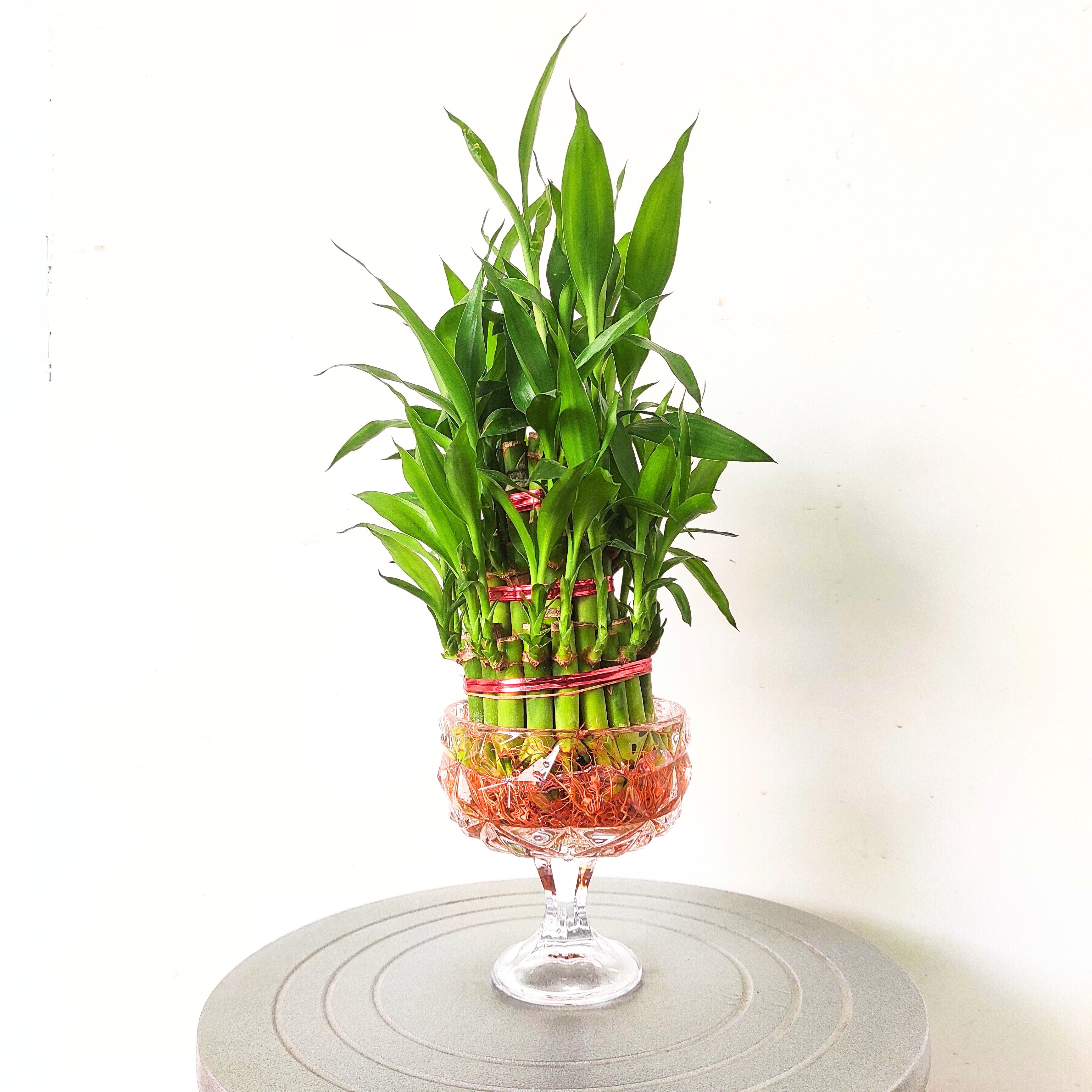 Lucky Bamboo