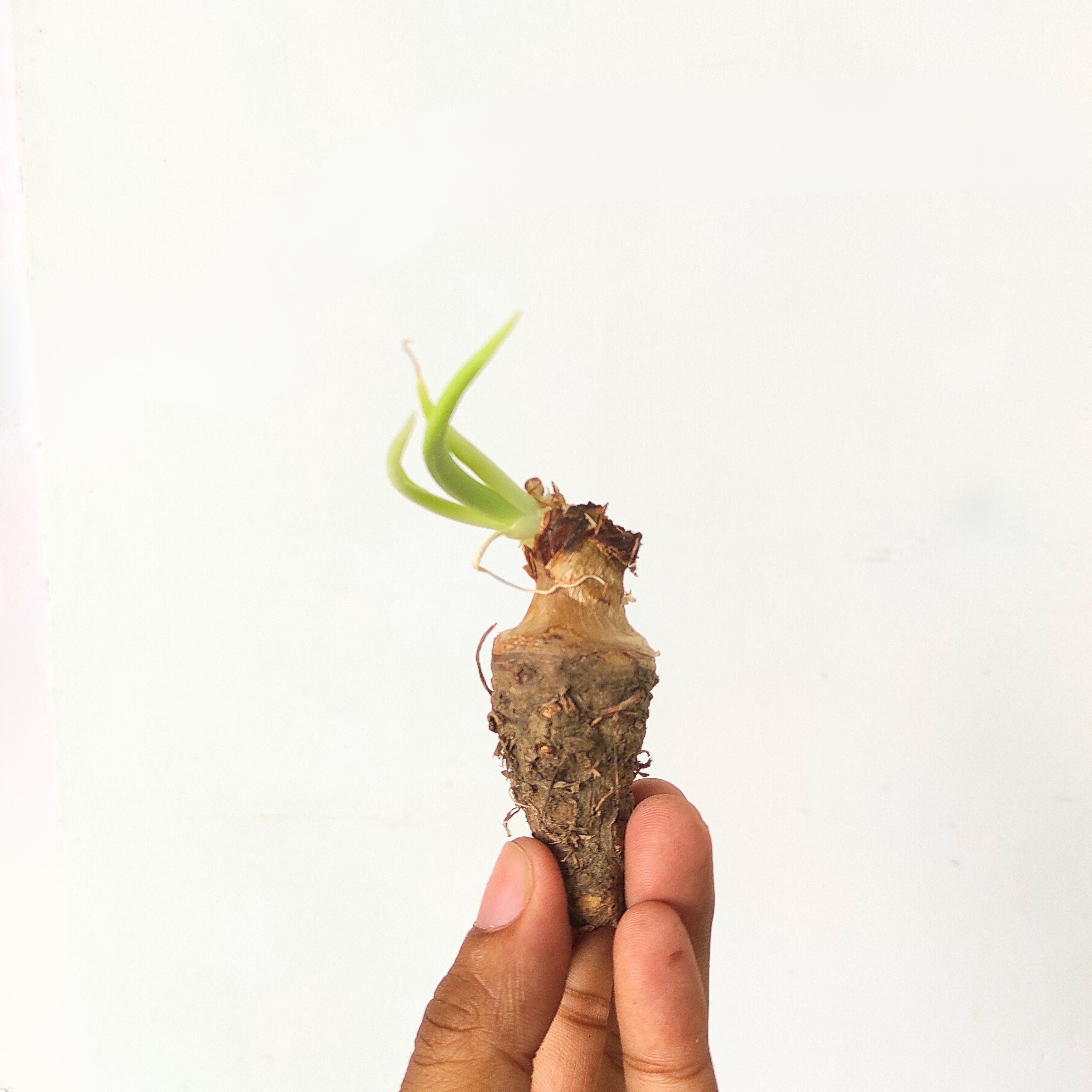 Rajnigandha Bulb
