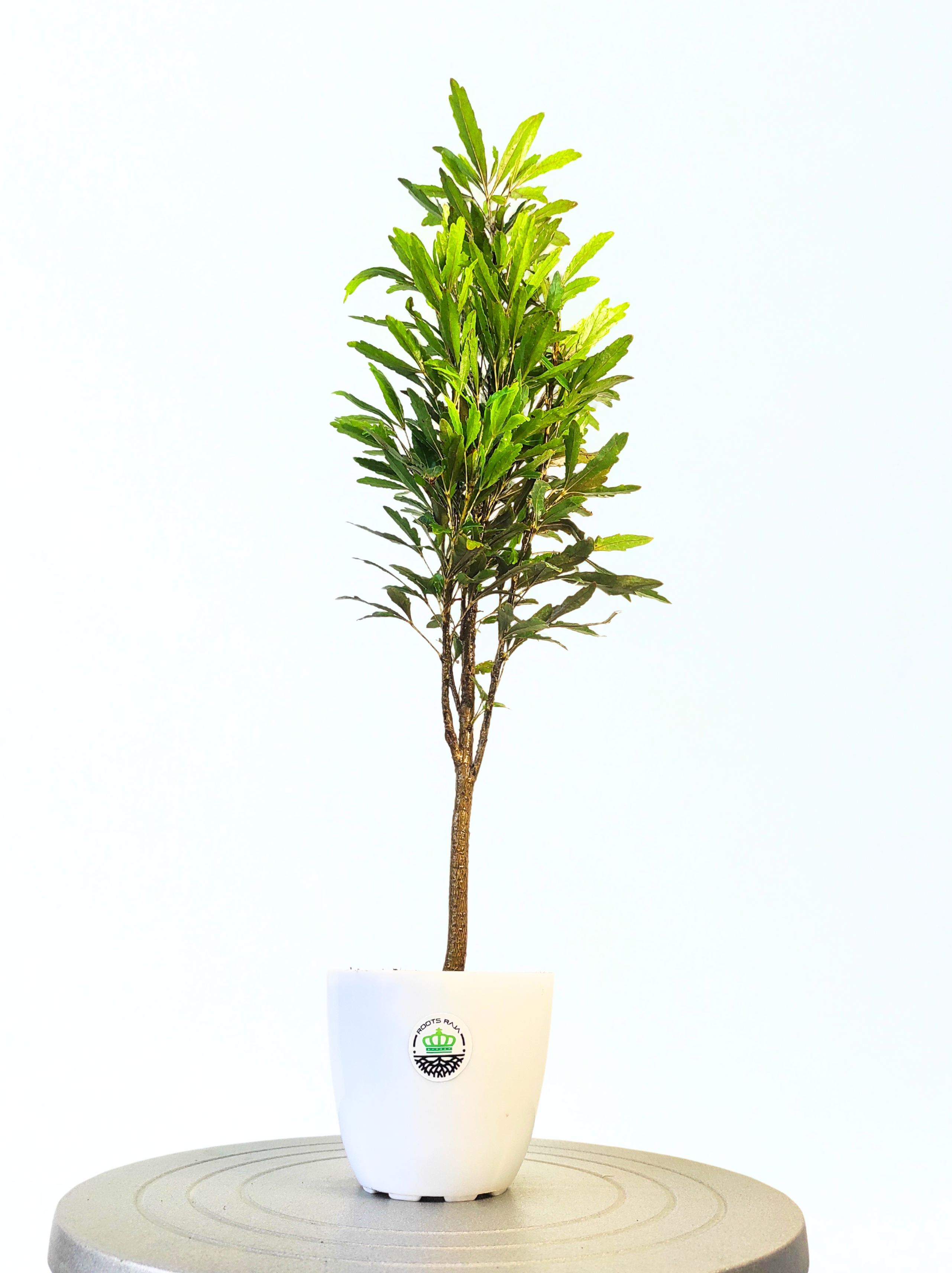 False Aralia