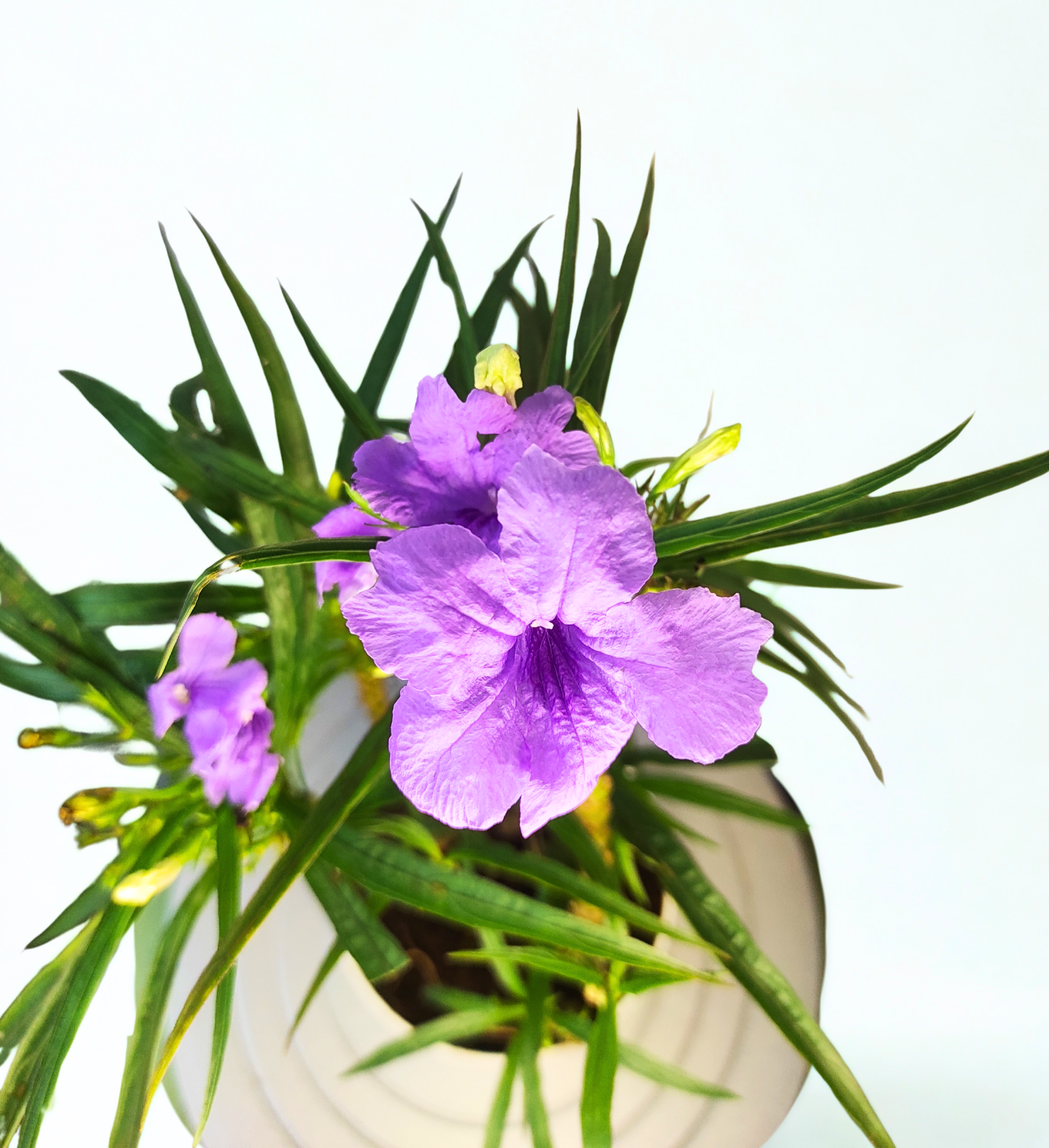Nargis Plant