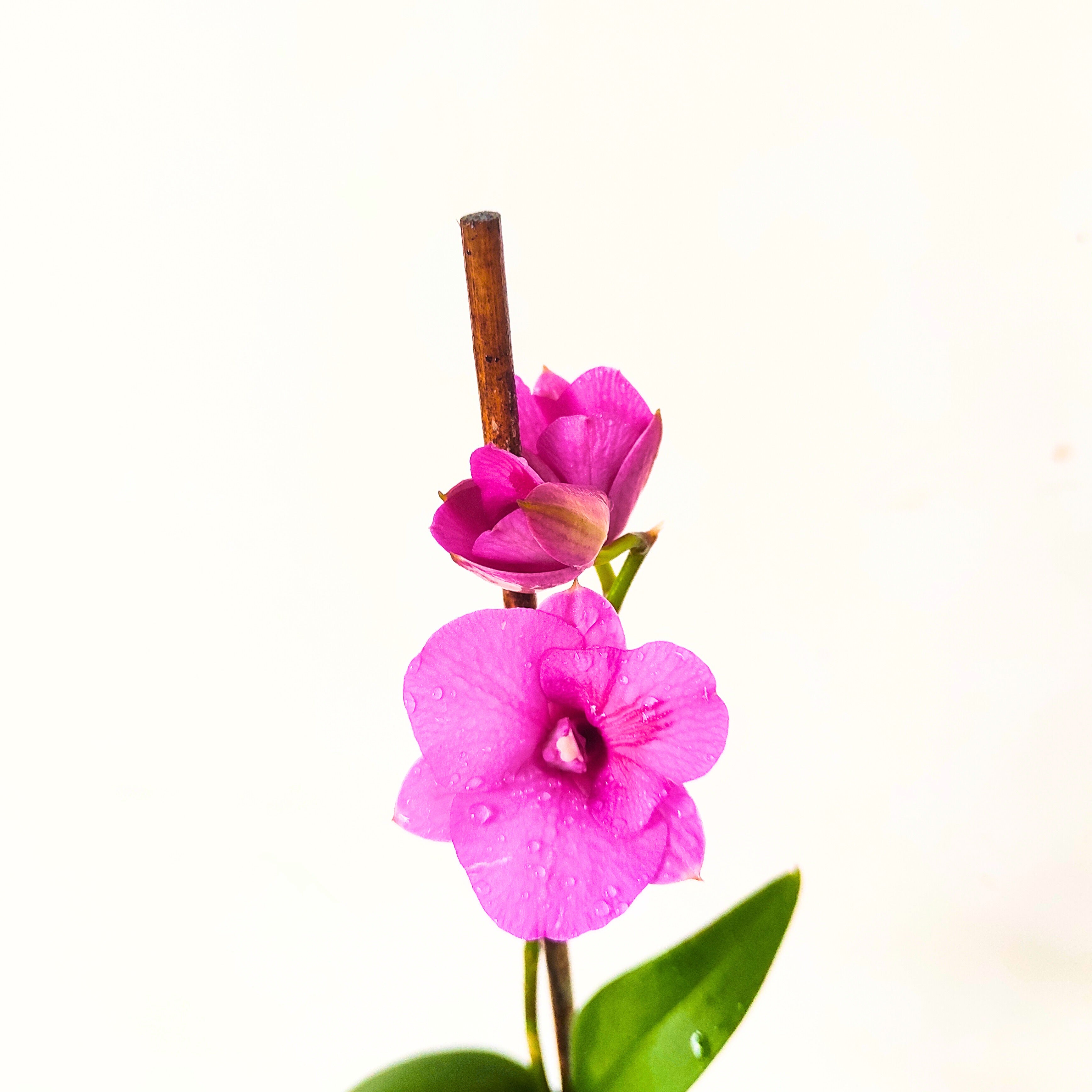 Vanda Orchid