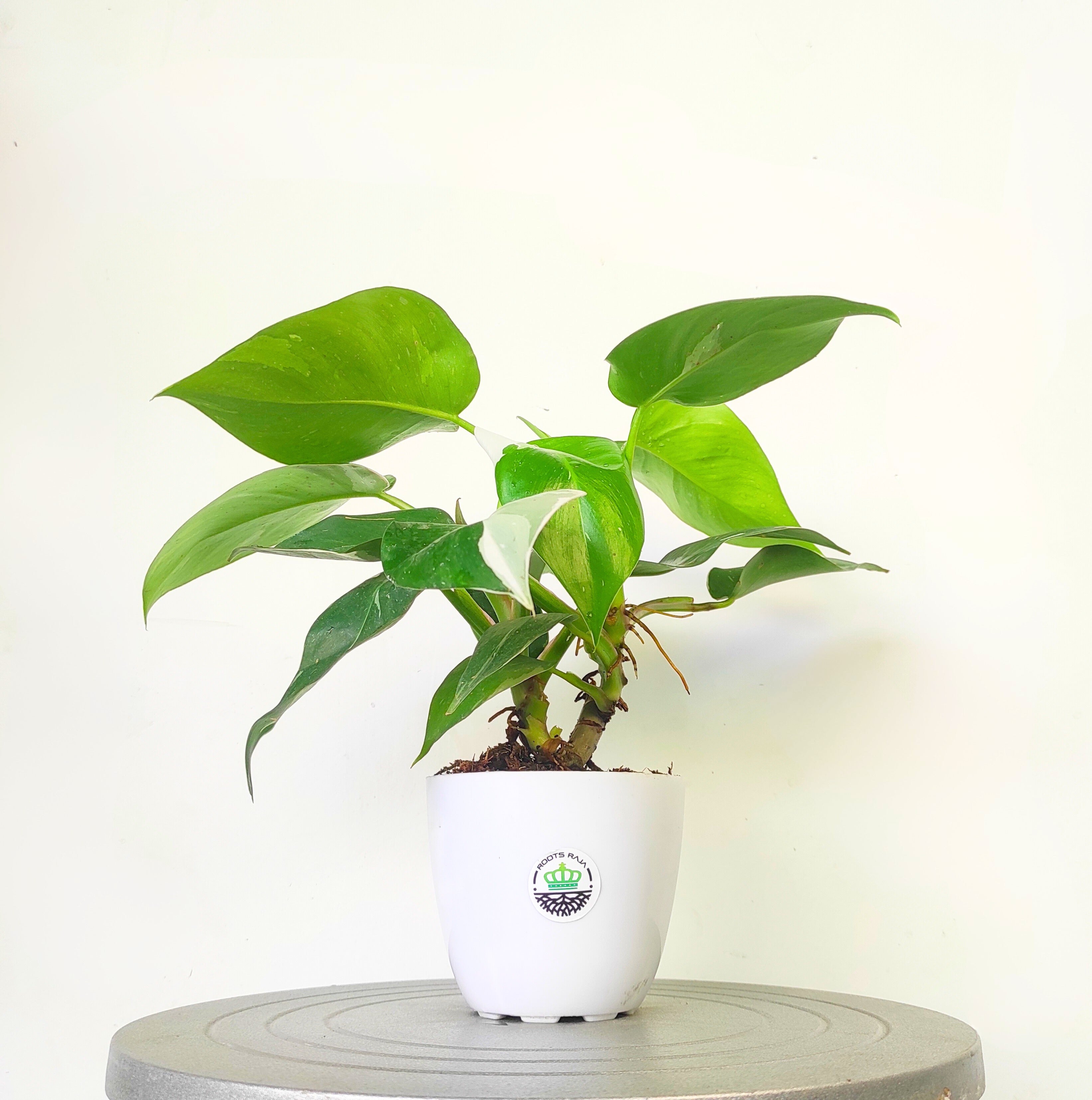 Philodendron White Wizard