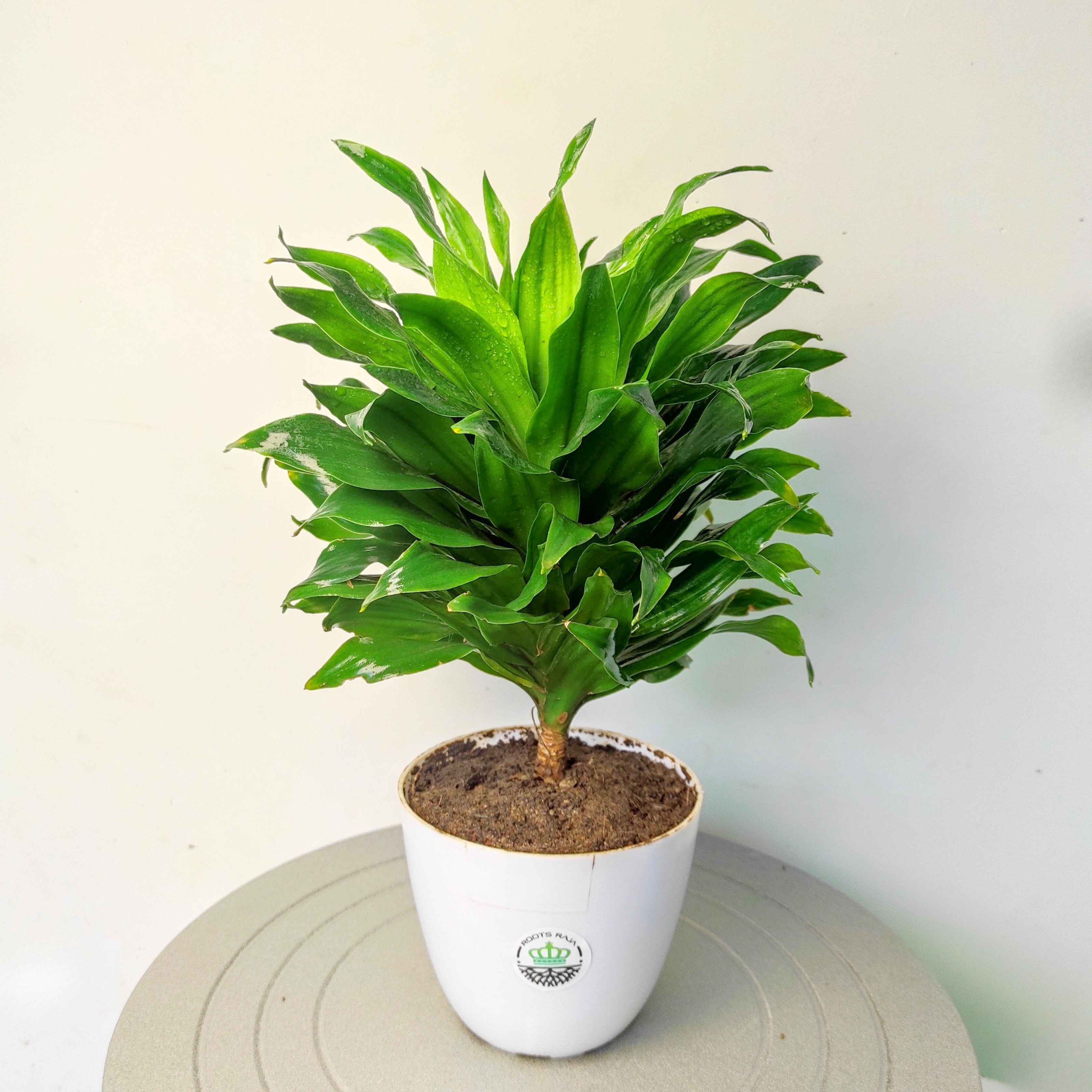 Dracaena (Janet Craig)