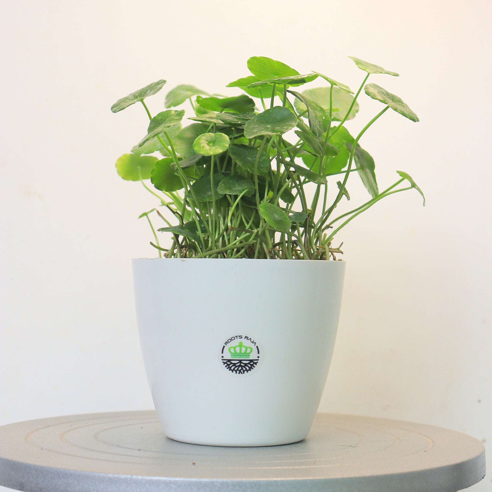 water chinese money plant Chinese Money Plant (Pilea) - Benefits & Care Tips