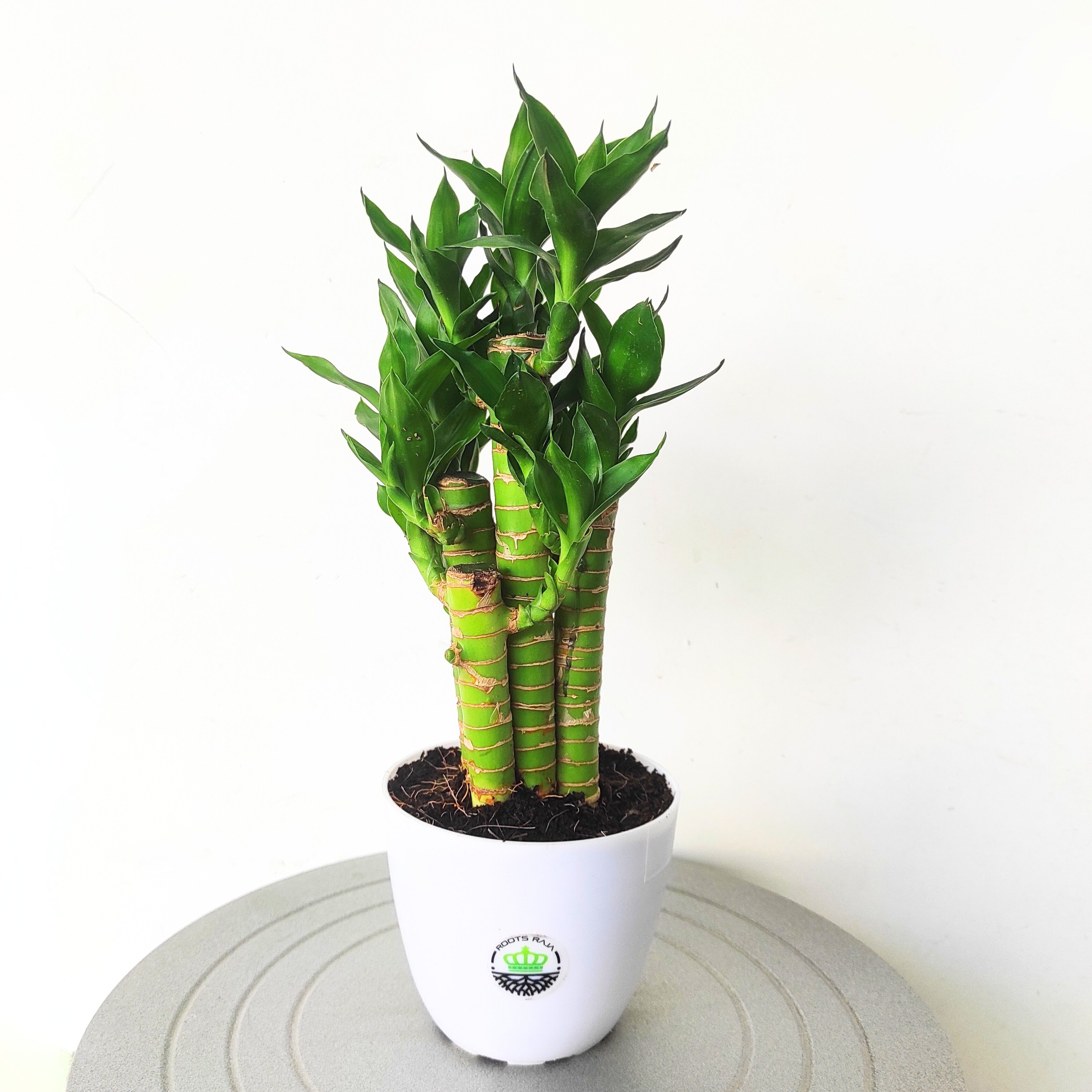 Lotus Bamboo Plant (5 Sticks)