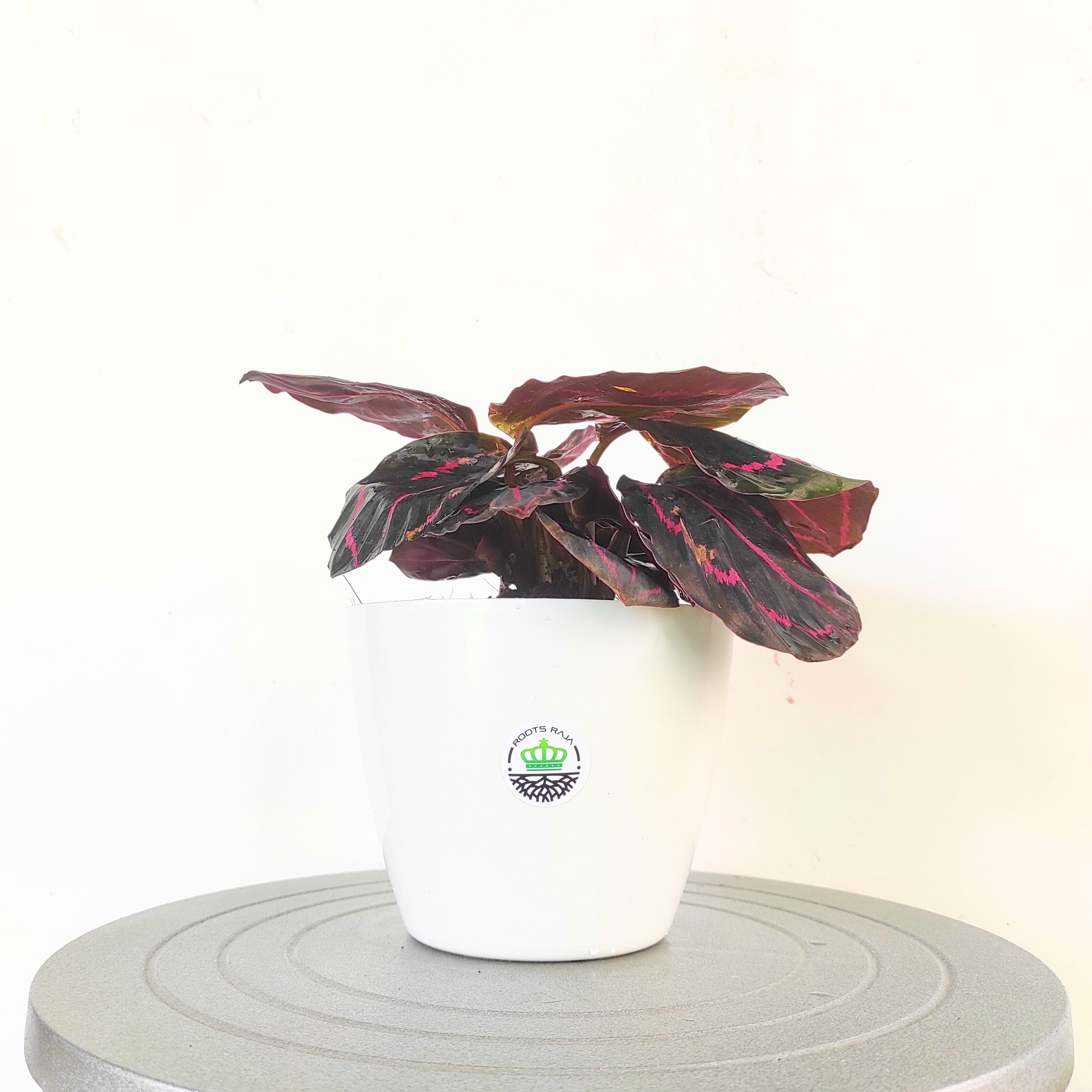 Calathea Dottie