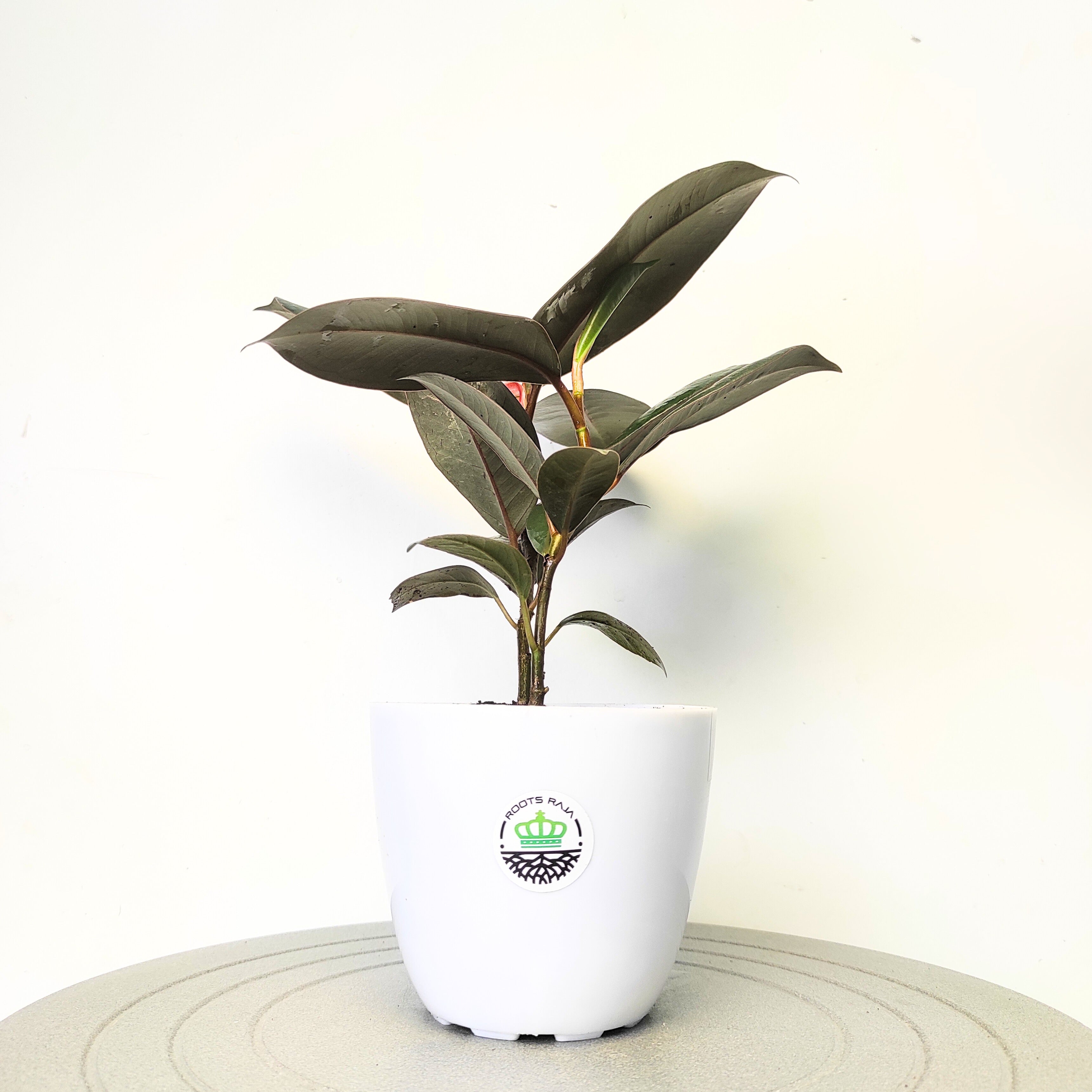 rubber plant indoor vastu Rubber Plant Vastu: Enhance Your Space with Positive Energy – rootsraja.in