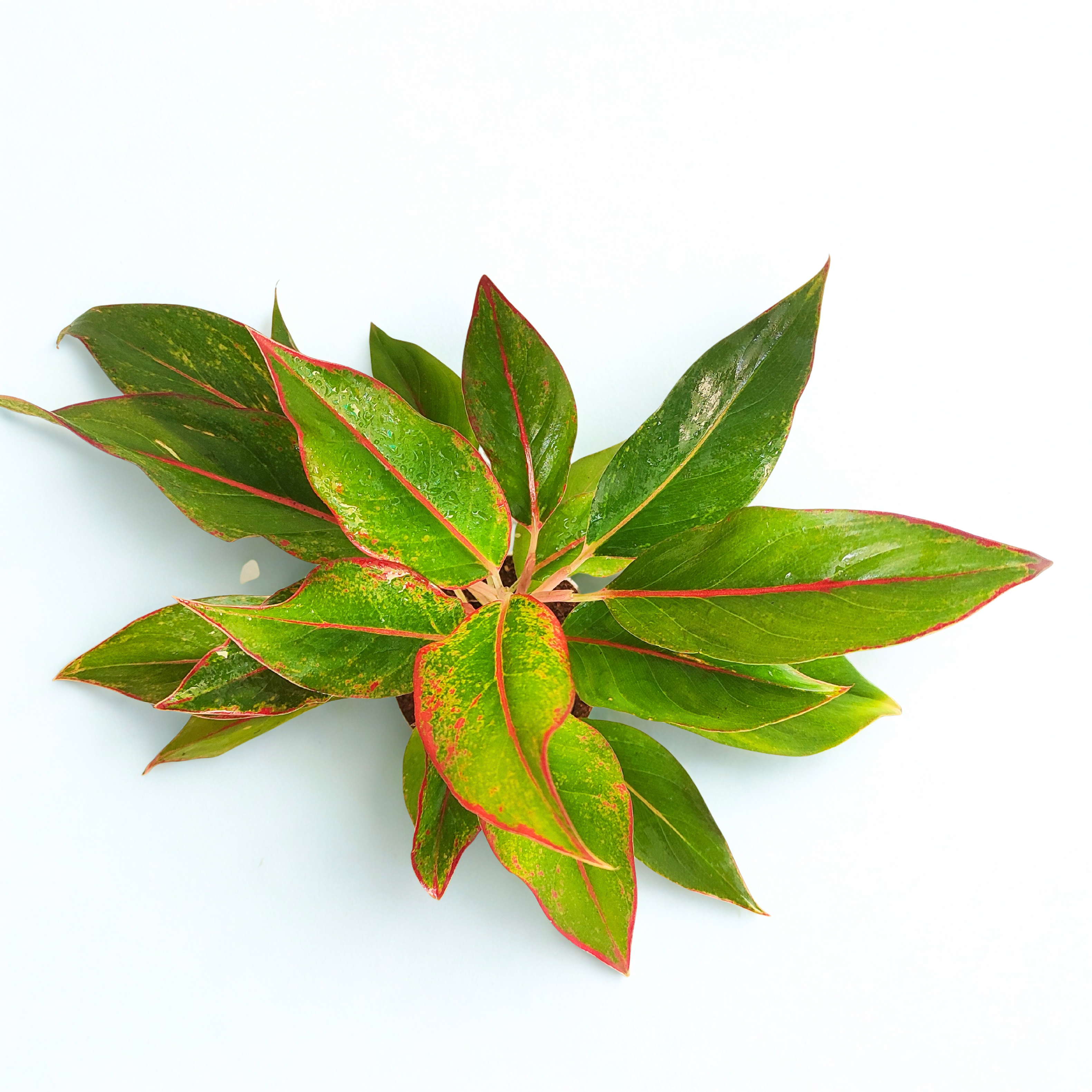 Aglaonema 'Green Lipstick'