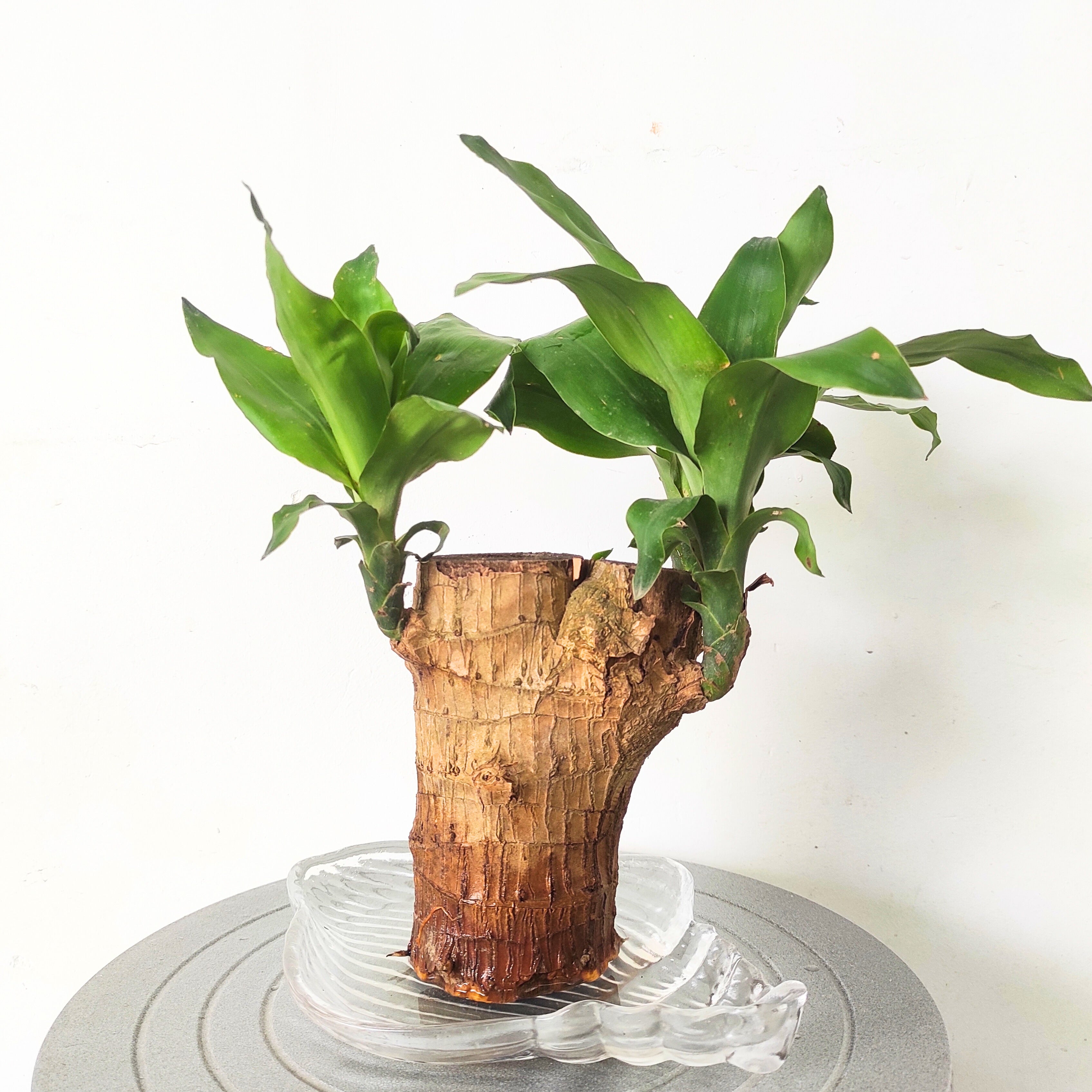 Brazilian Wood Plant