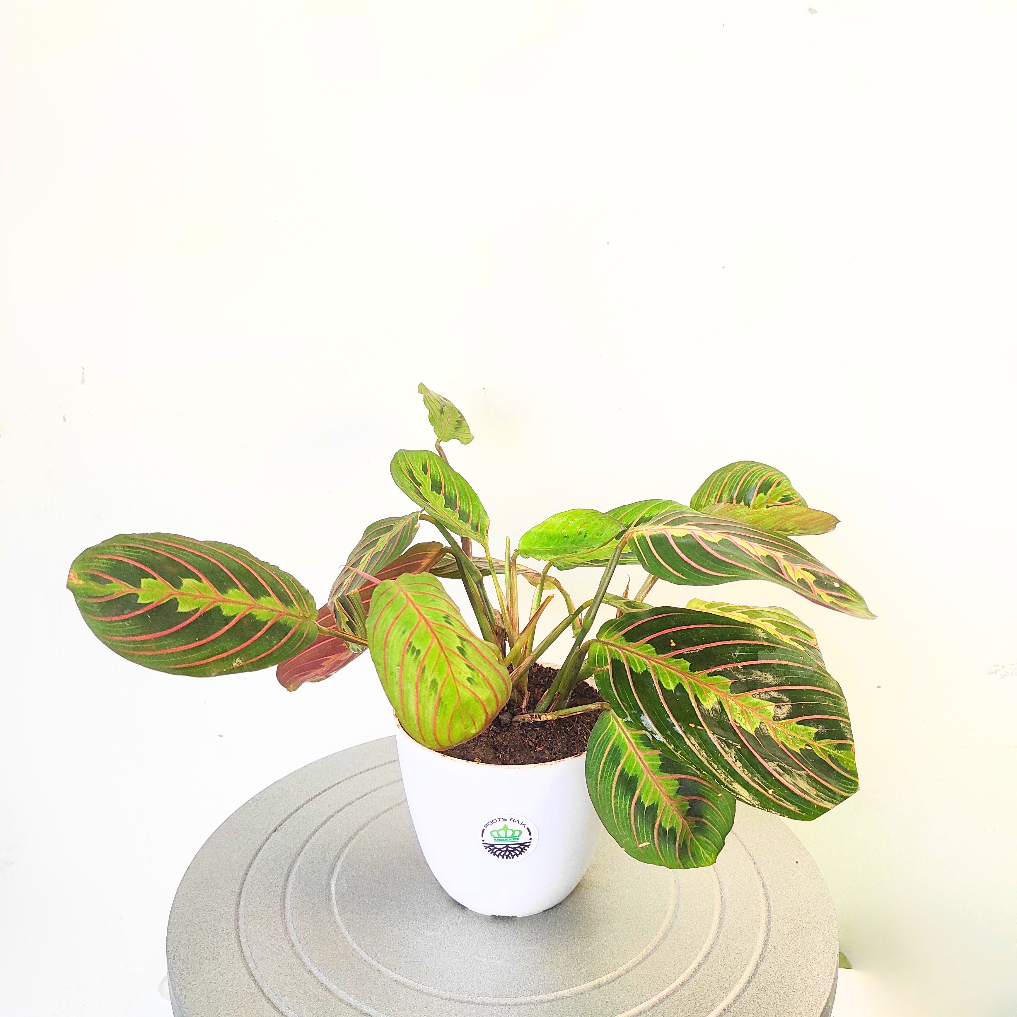 Calathea Red Vein