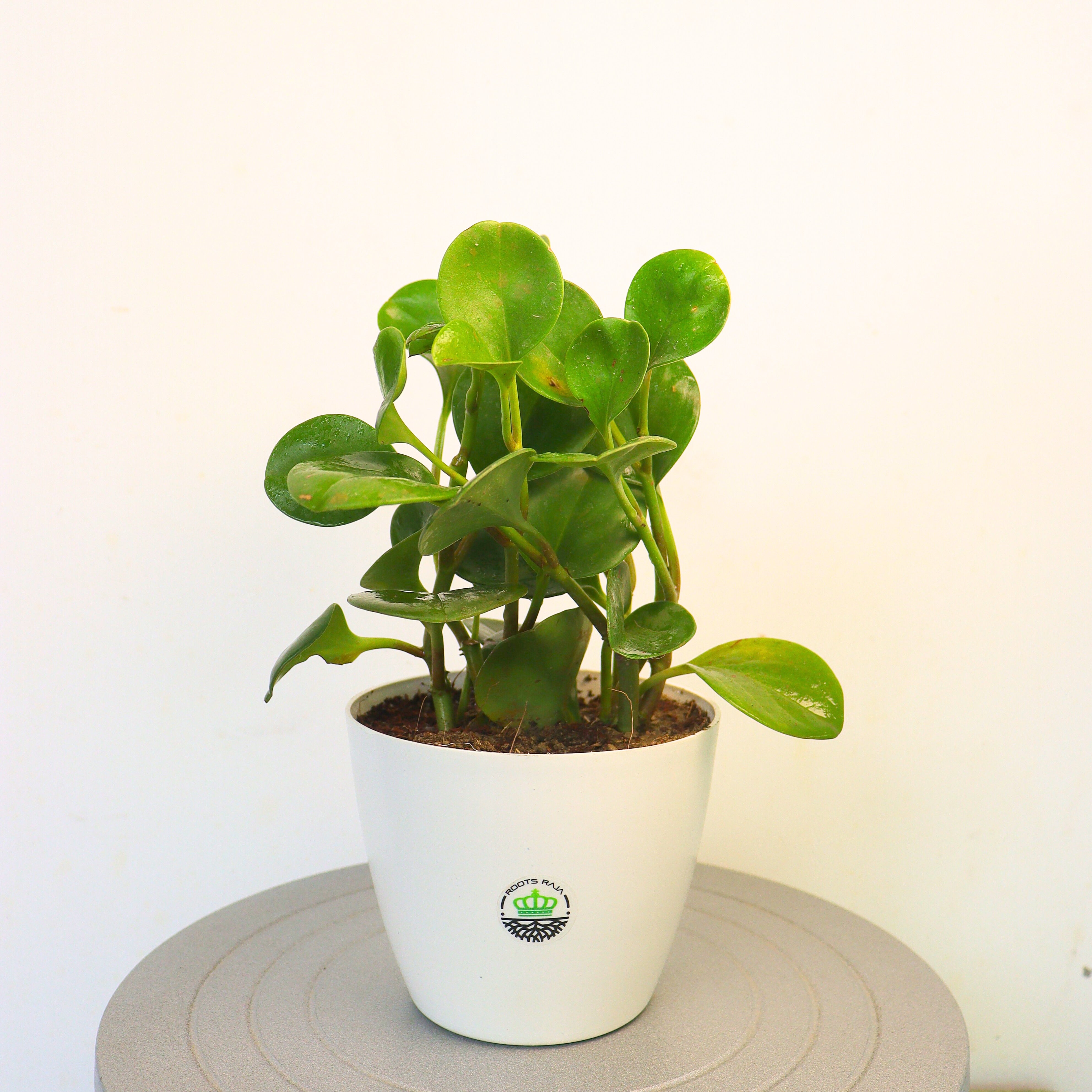 Peperomia pellucida (Green)