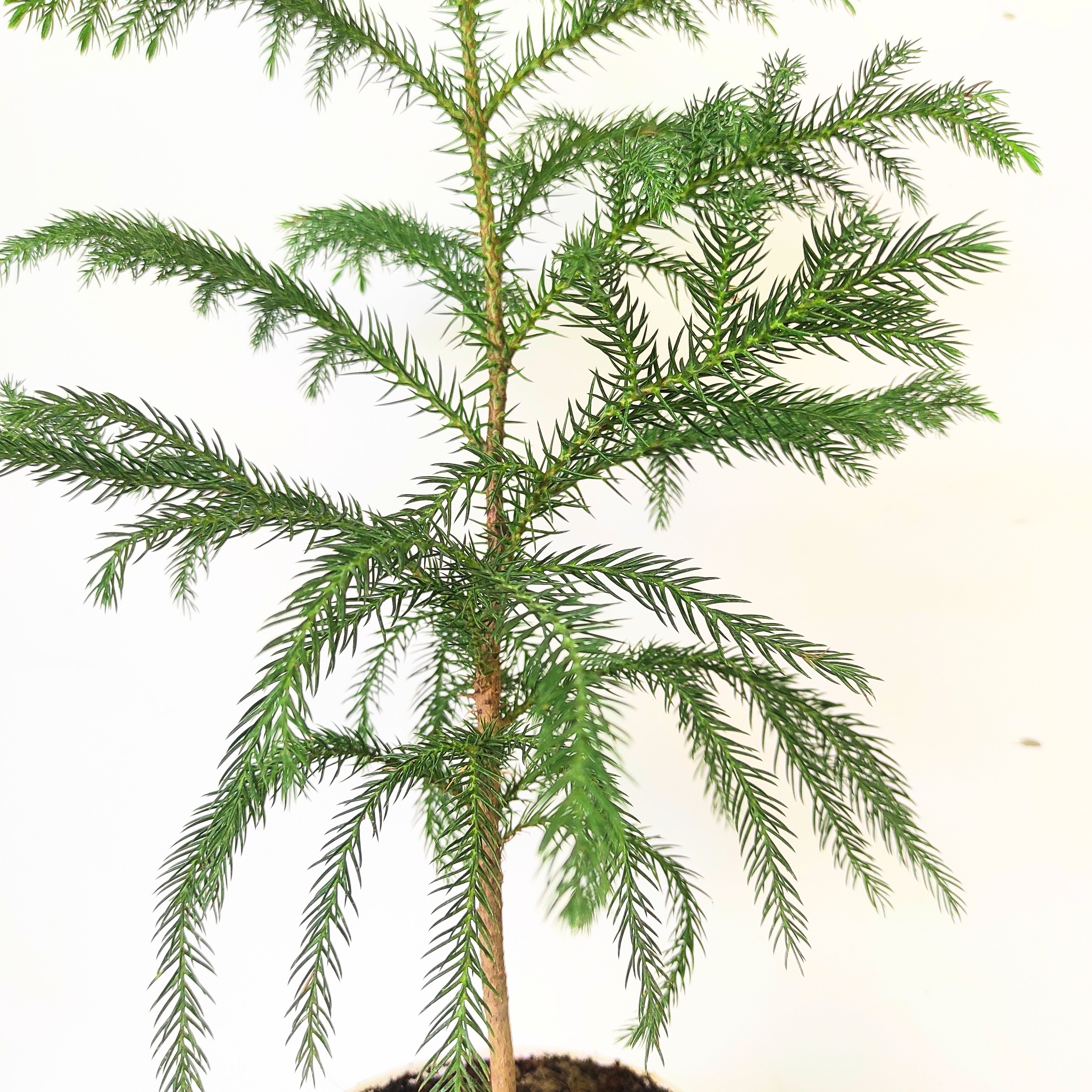 Araucaria