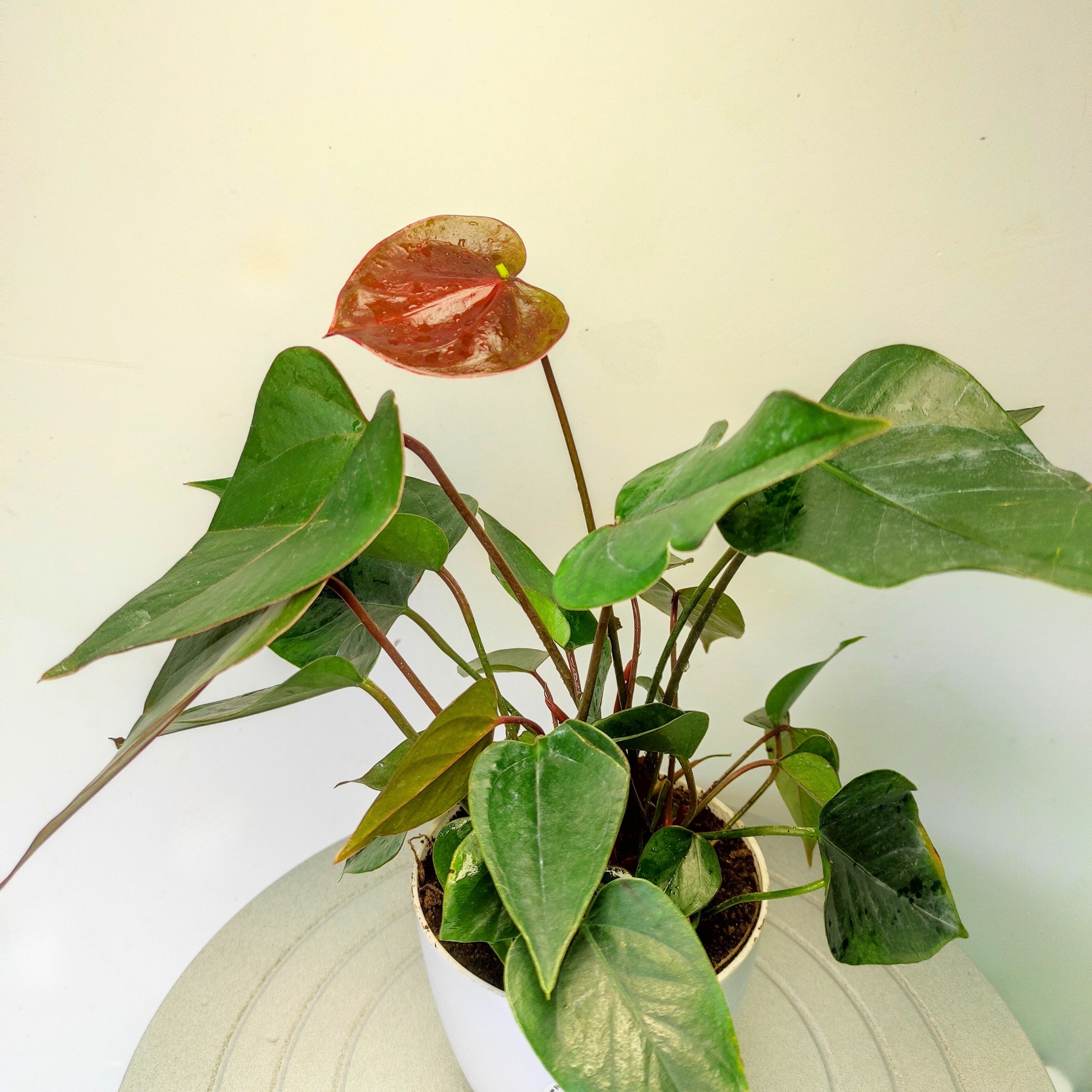 anthurium plants for sale in bangalore Buy Anthurium Plant Online