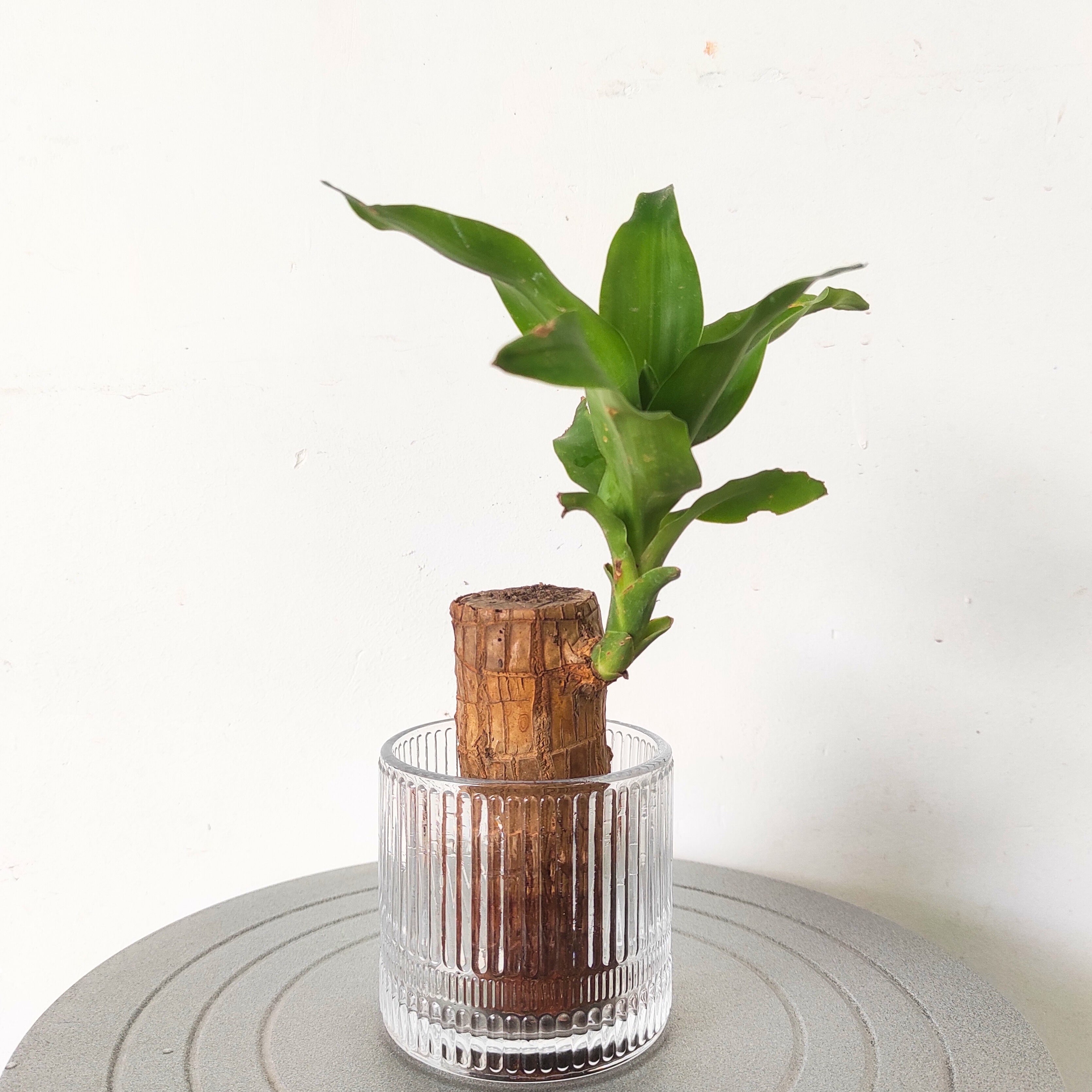Brazilian Wood Plant