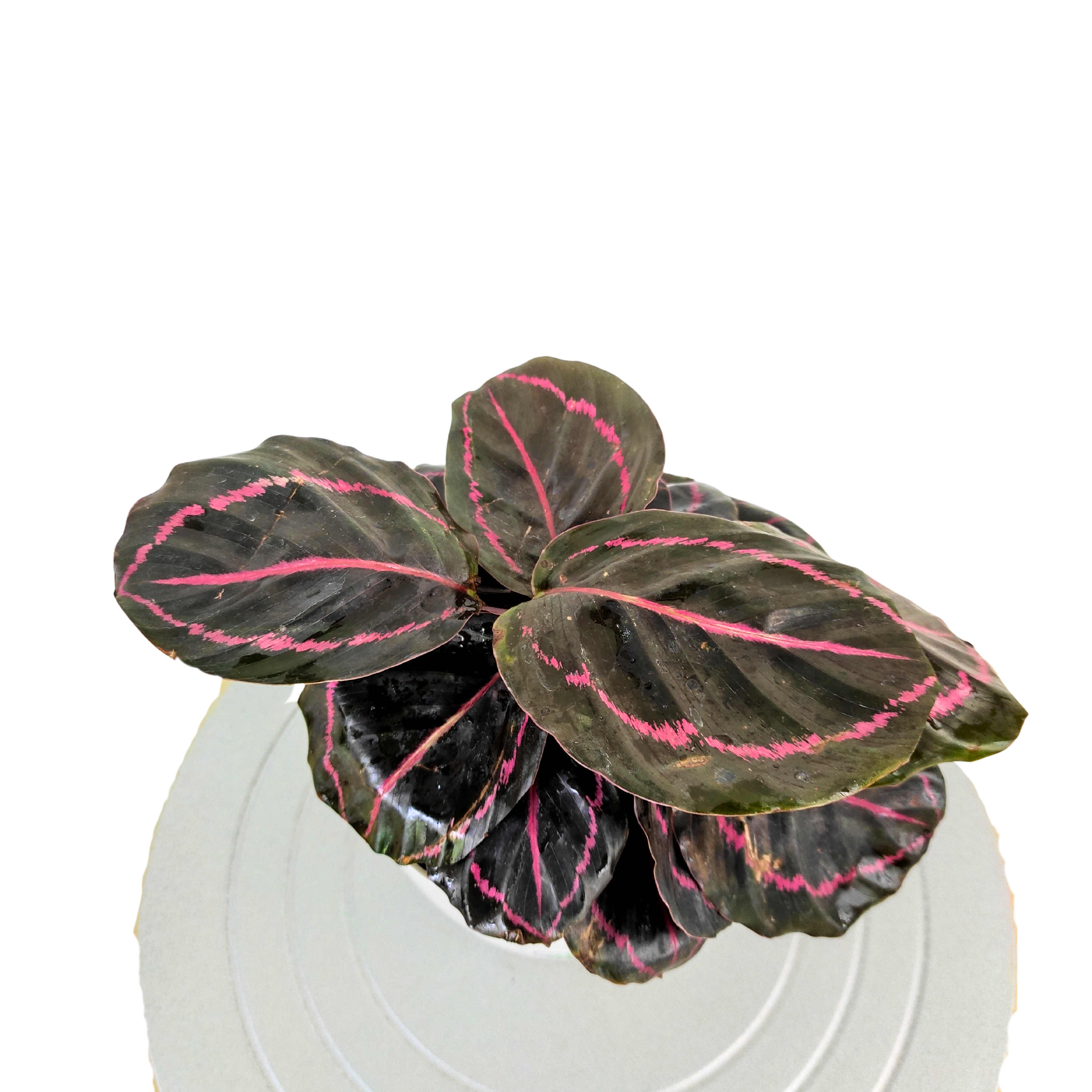 Calathea Dottie