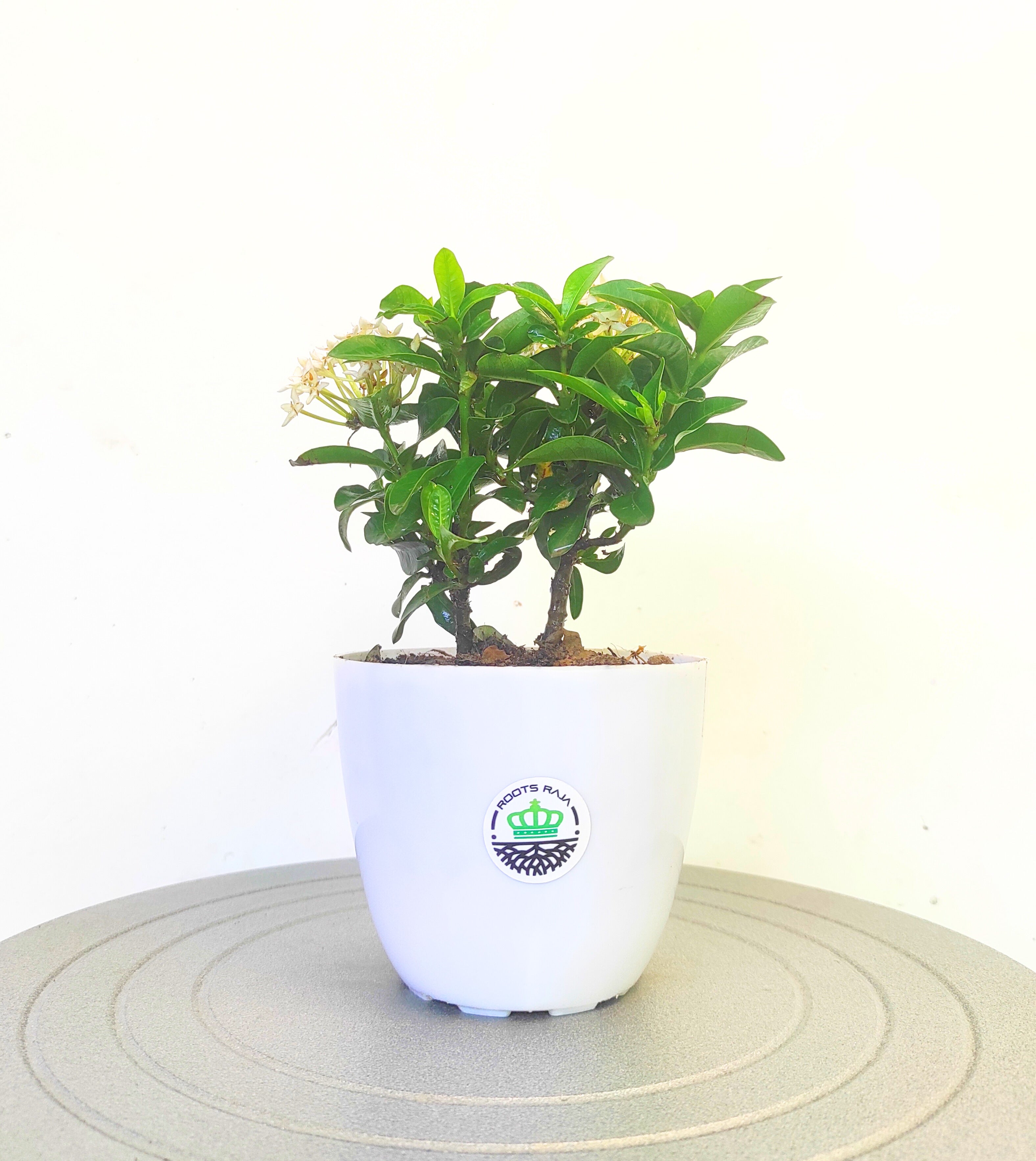 Ixora (White)