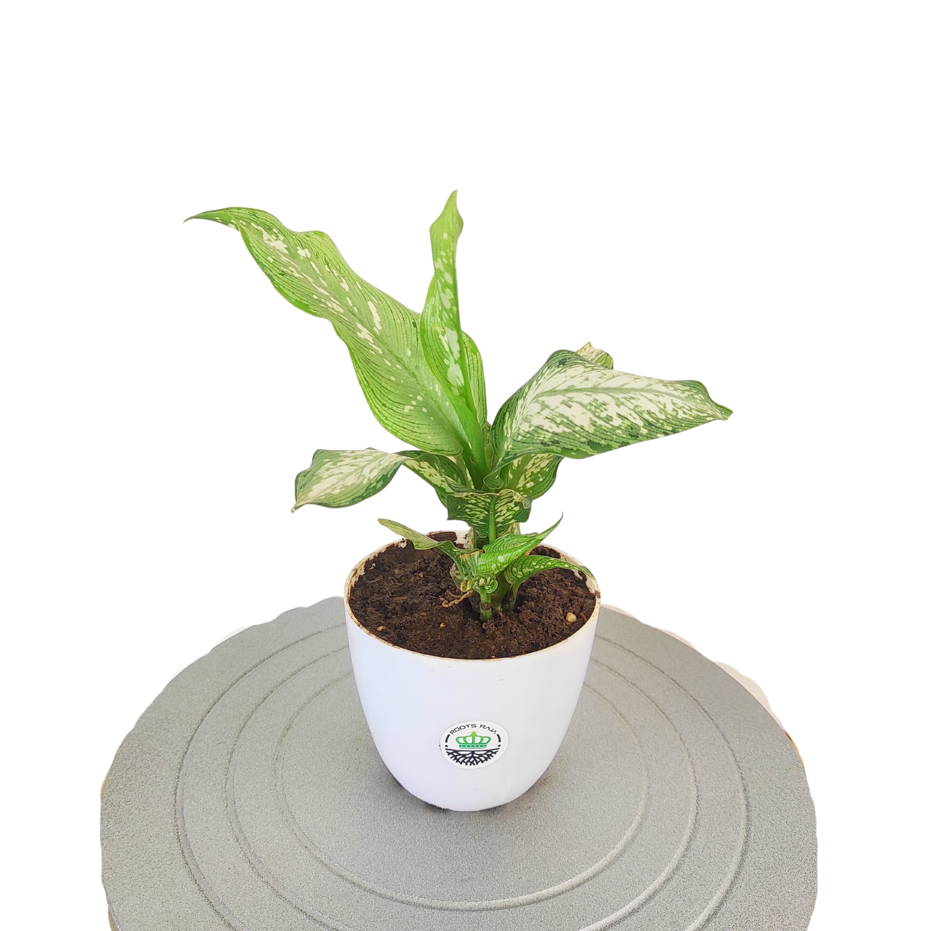 Aglaonema Angel
