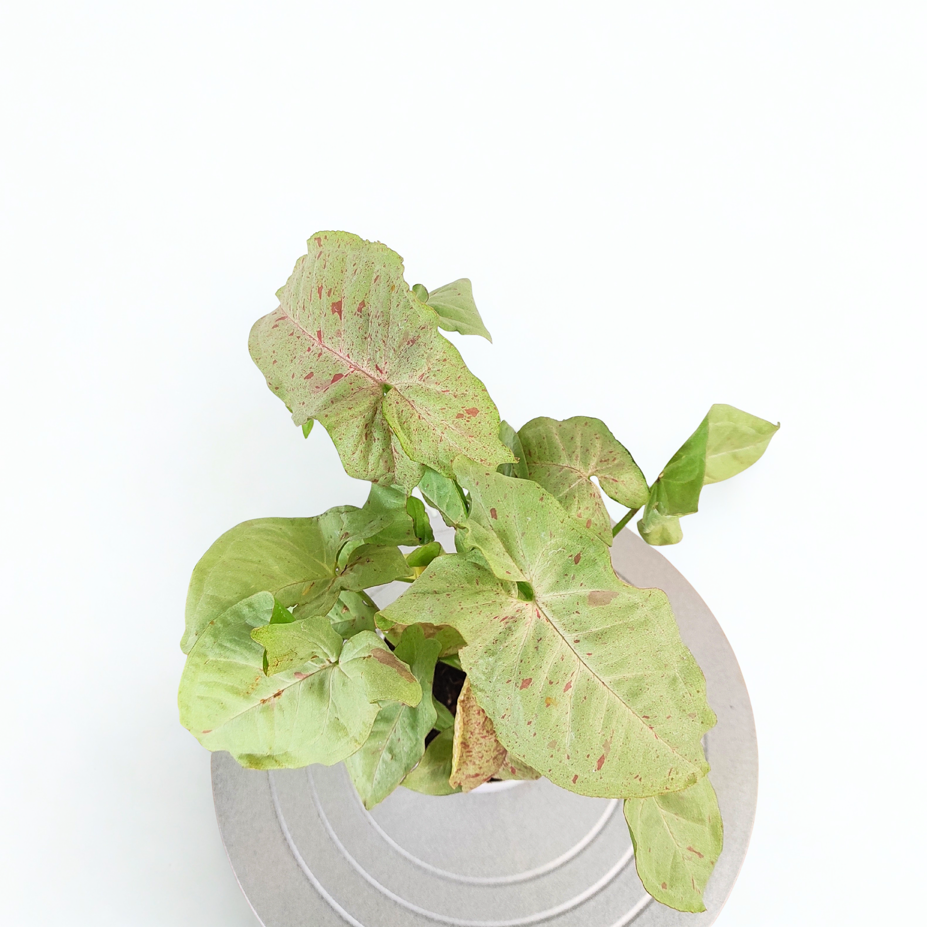 Syngonium 'Confetti'