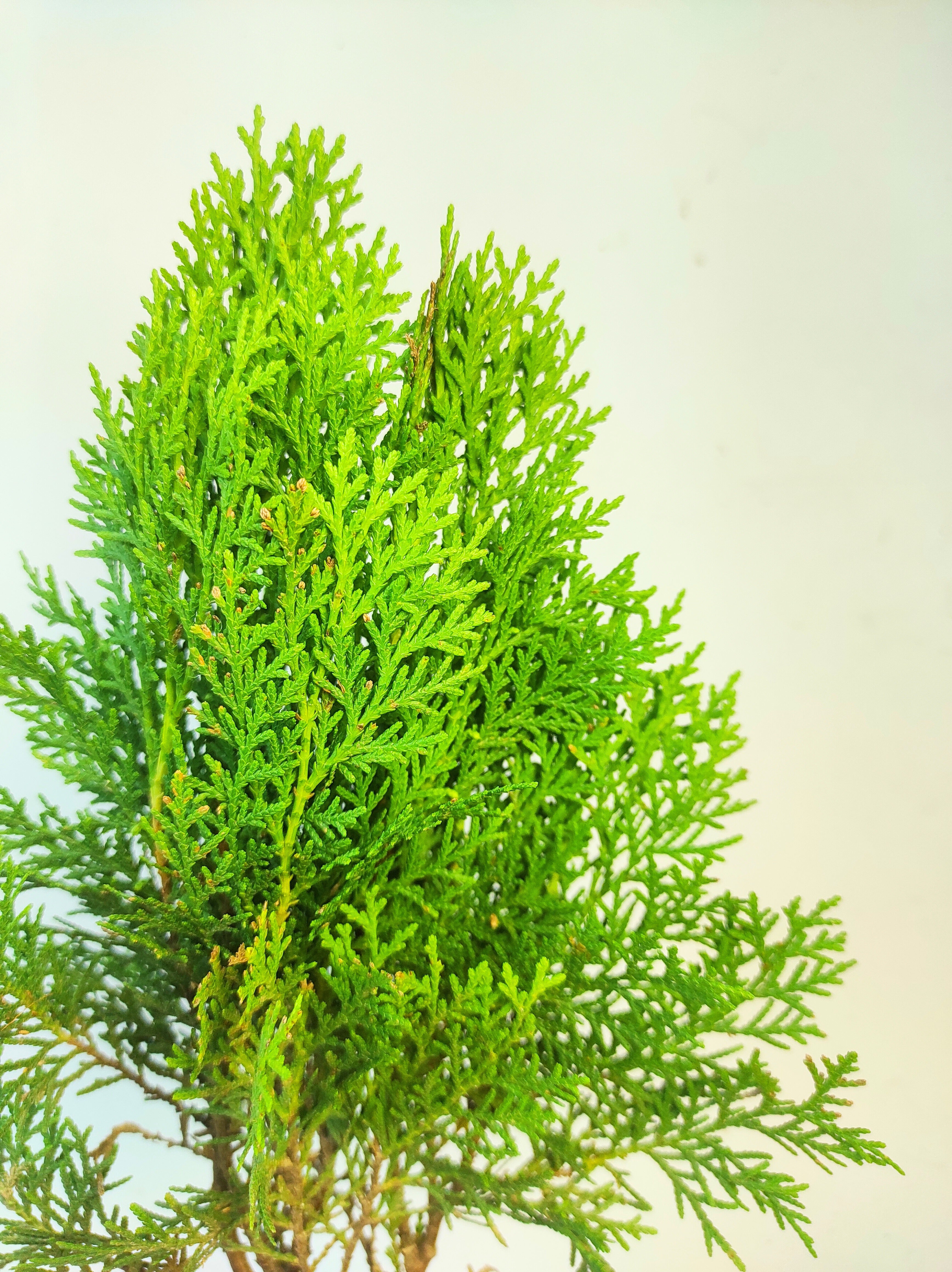 Thuja Plant