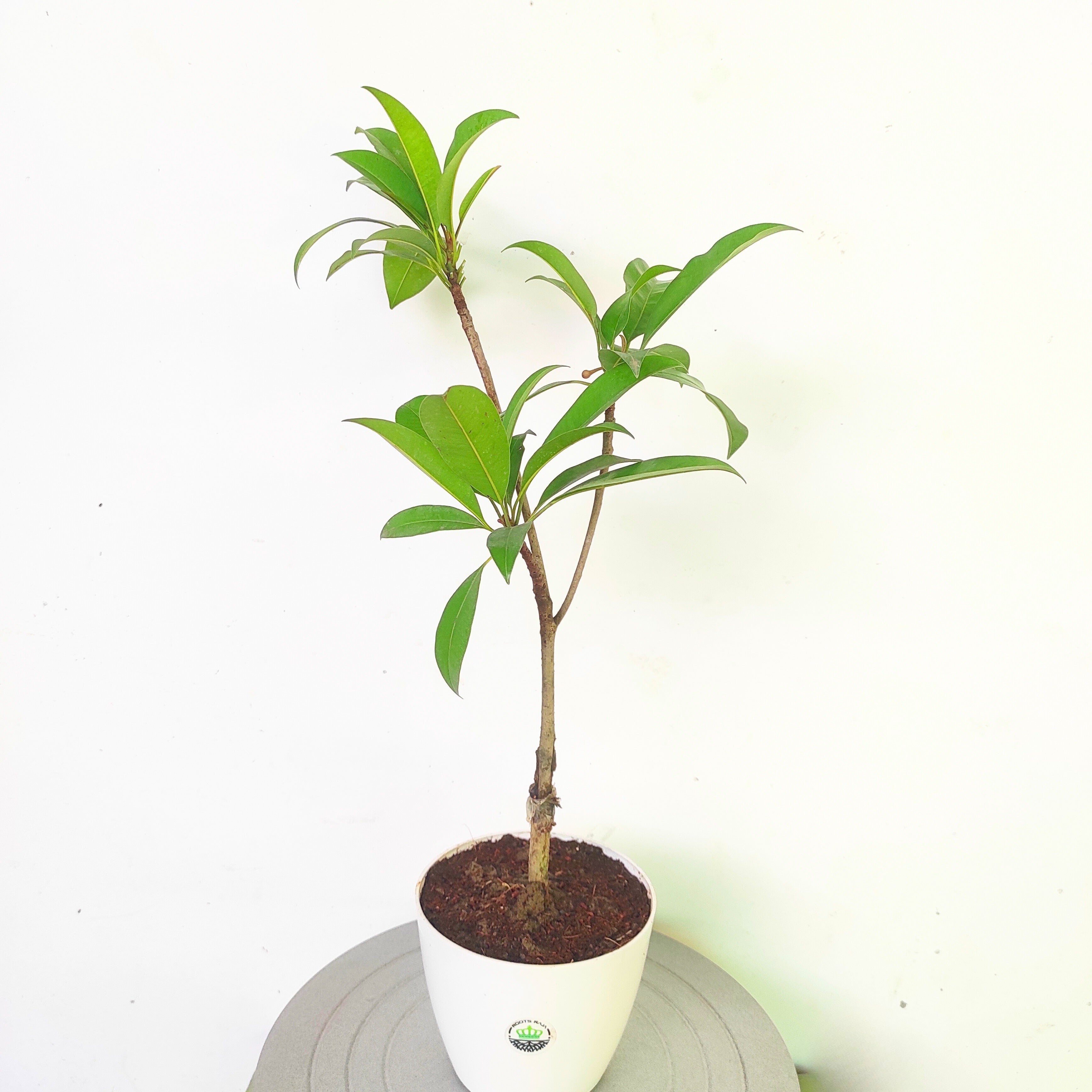 sapota plant in pot Buy Grafted Sapota Plant Online