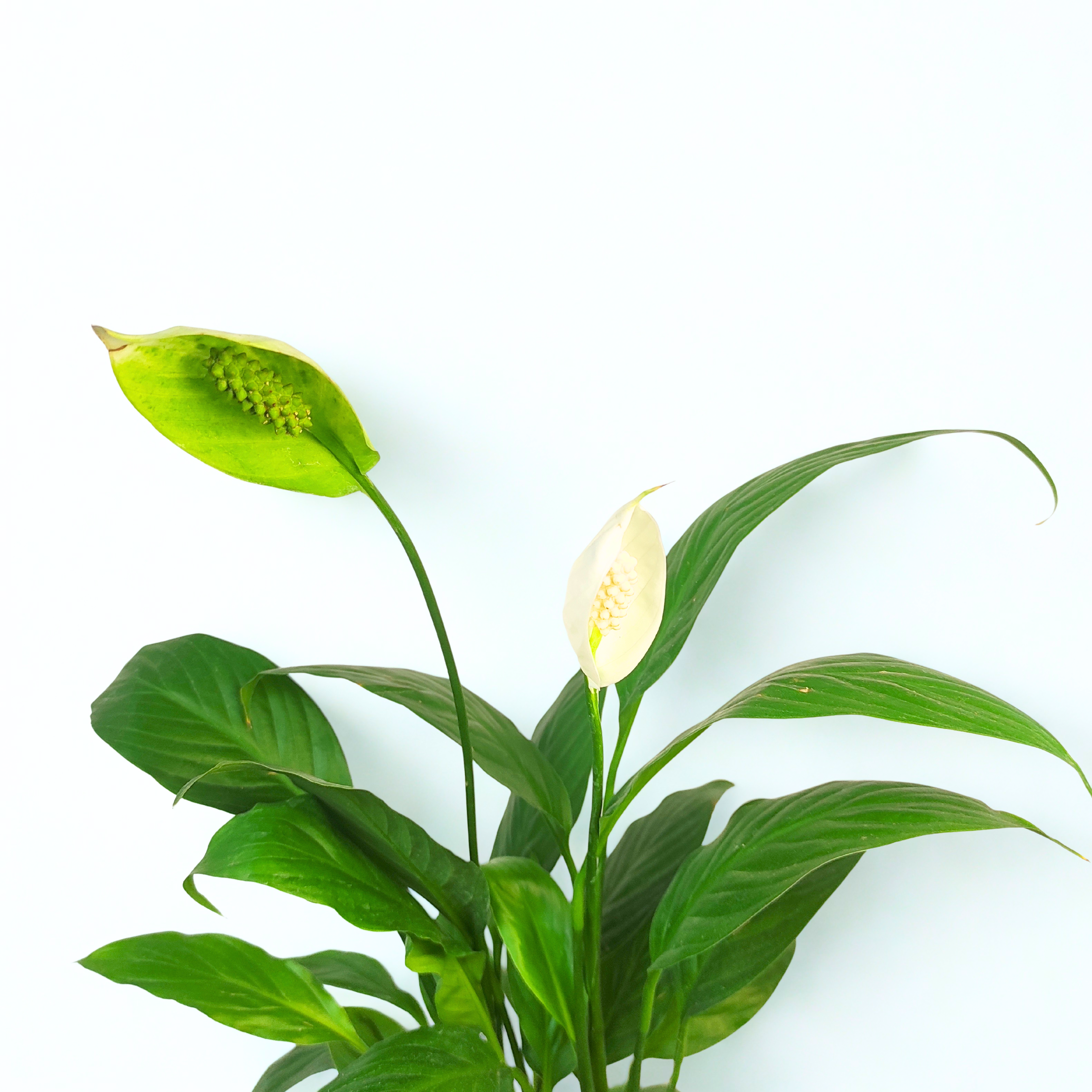 peace lily india hyderabad Peace Lily Plants Online: Elegance Delivered by RootsRaja – rootsraja.in