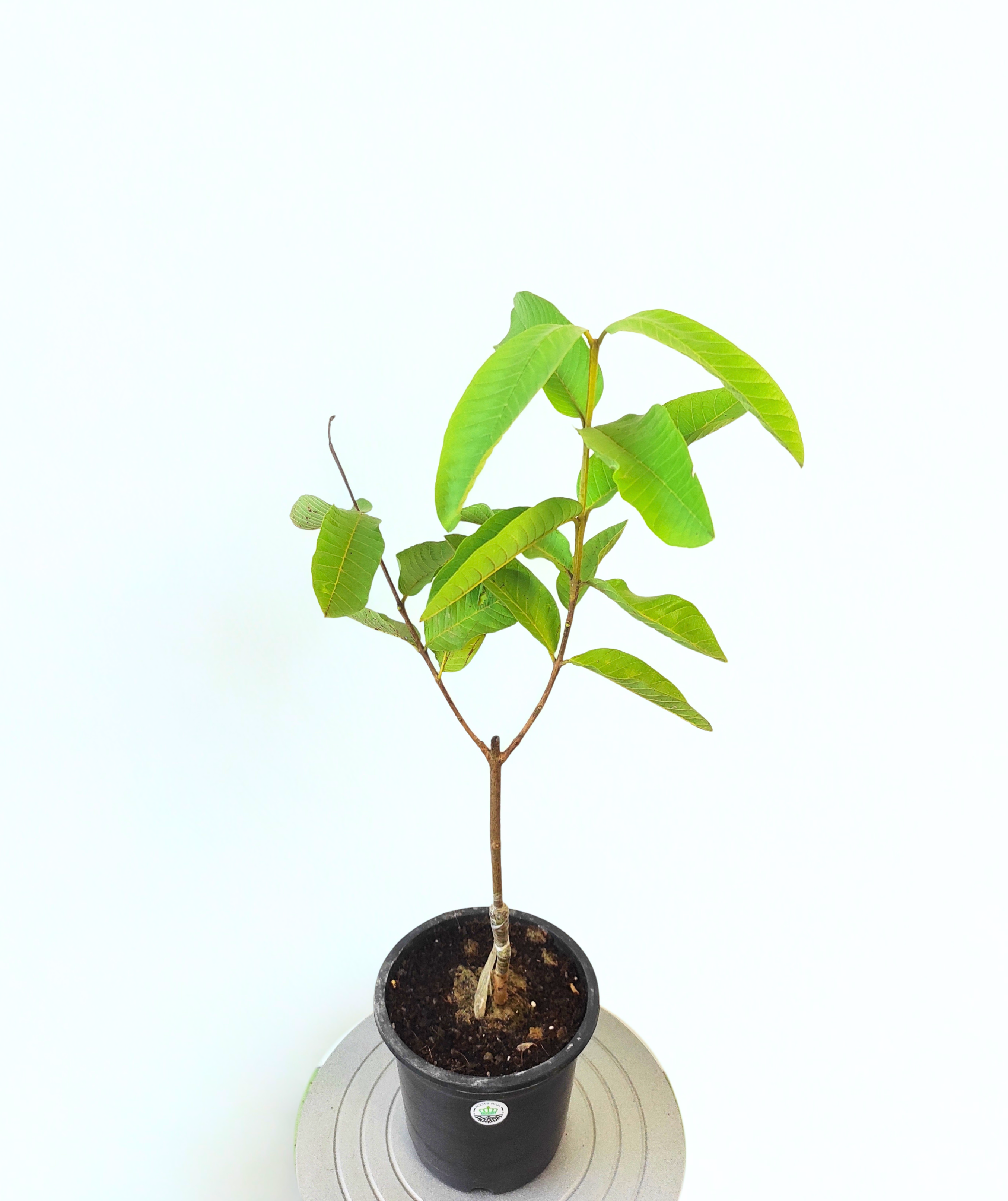 Grafted Allahabad Safeda Guava