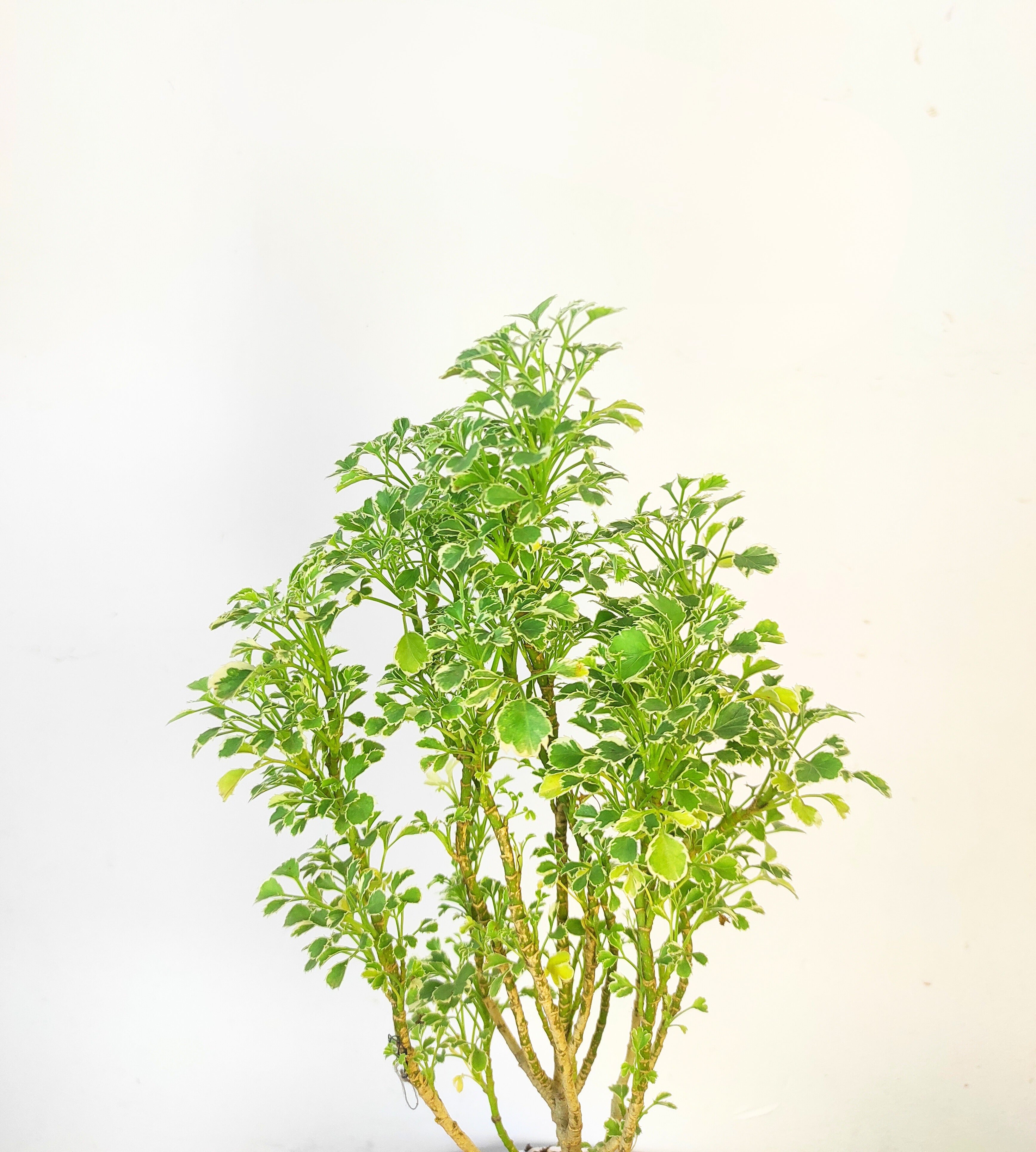 Aralia (Variegated)