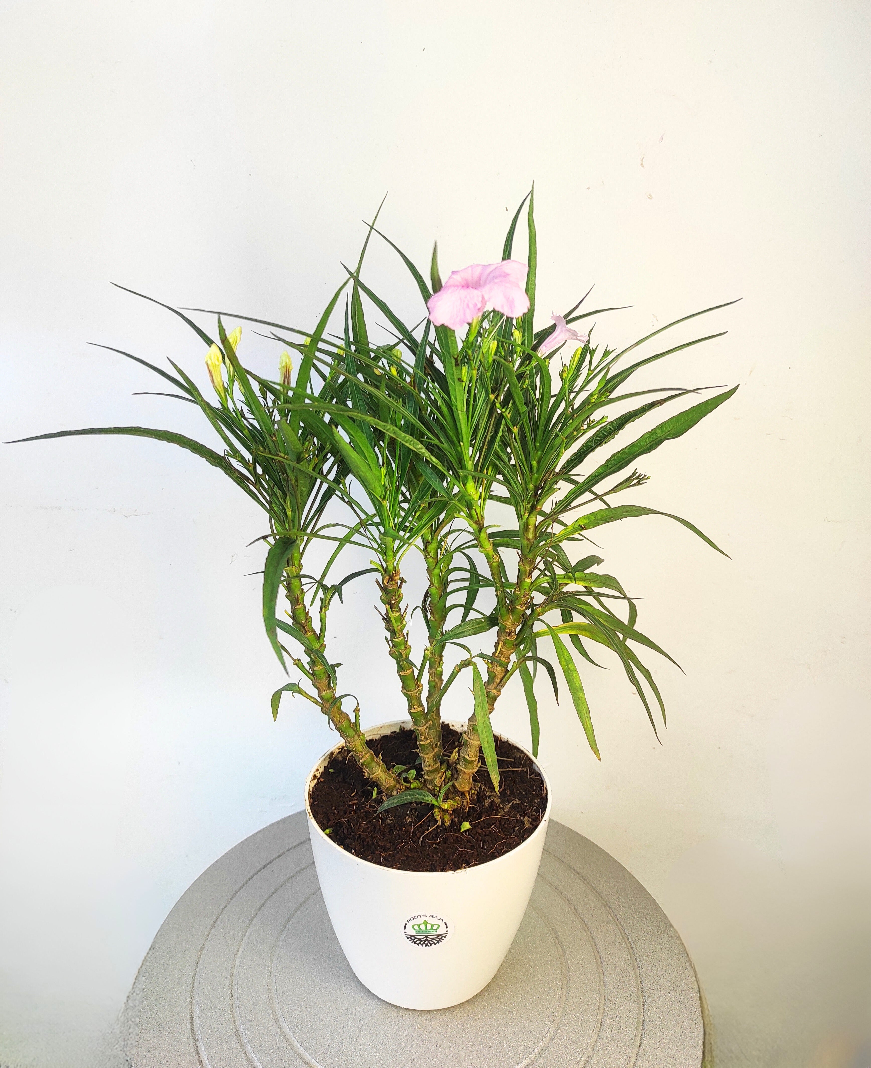 Nargis Plant