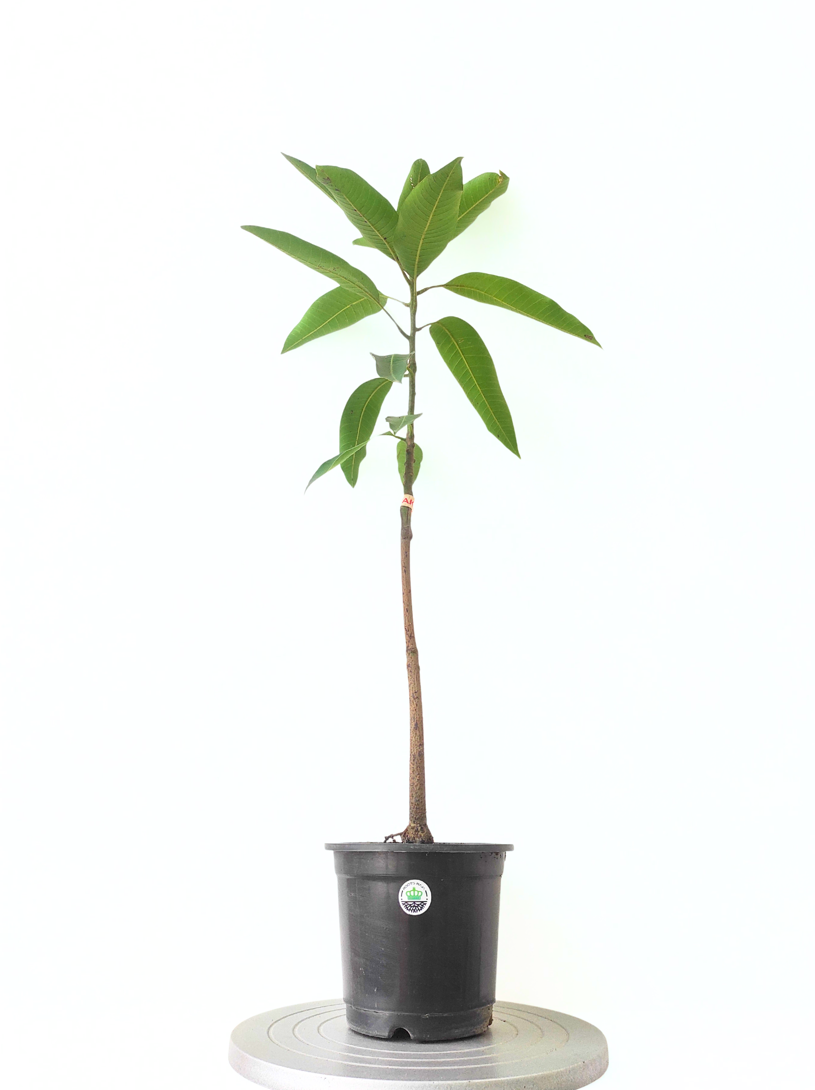 Grafted Chakapat Mango