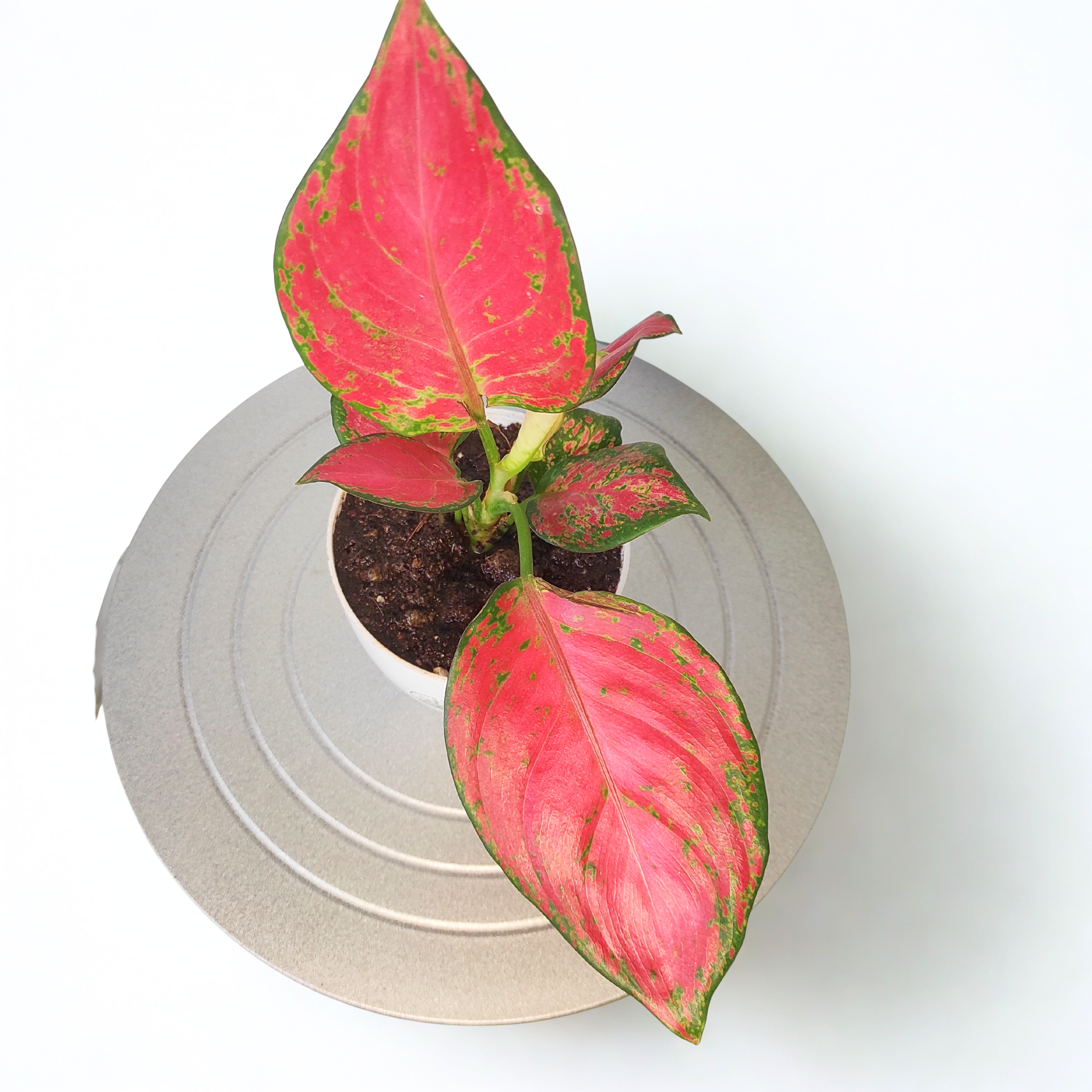 Aglaonema Pink