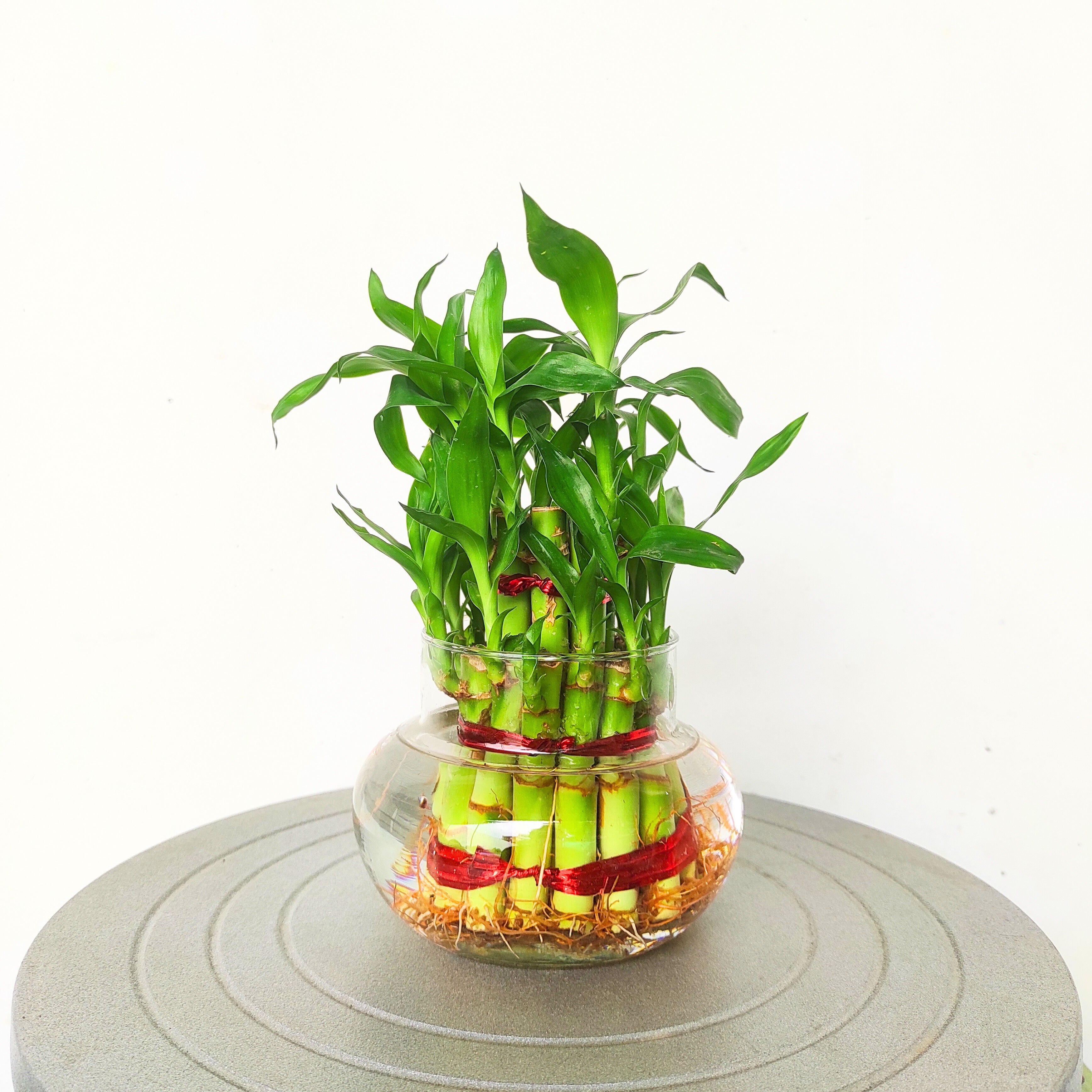Lucky Bamboo
