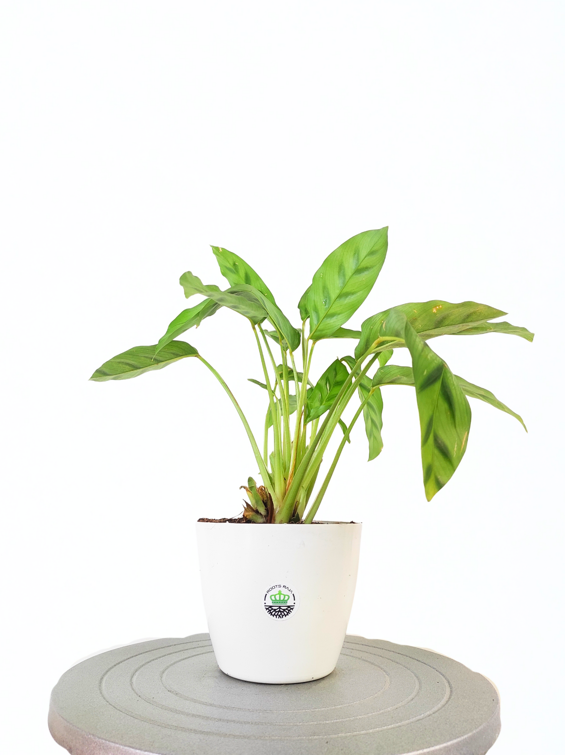 Calathea Leopardina-Care Tips, Benefits & Indoor Plant Guide – rootsraja.in