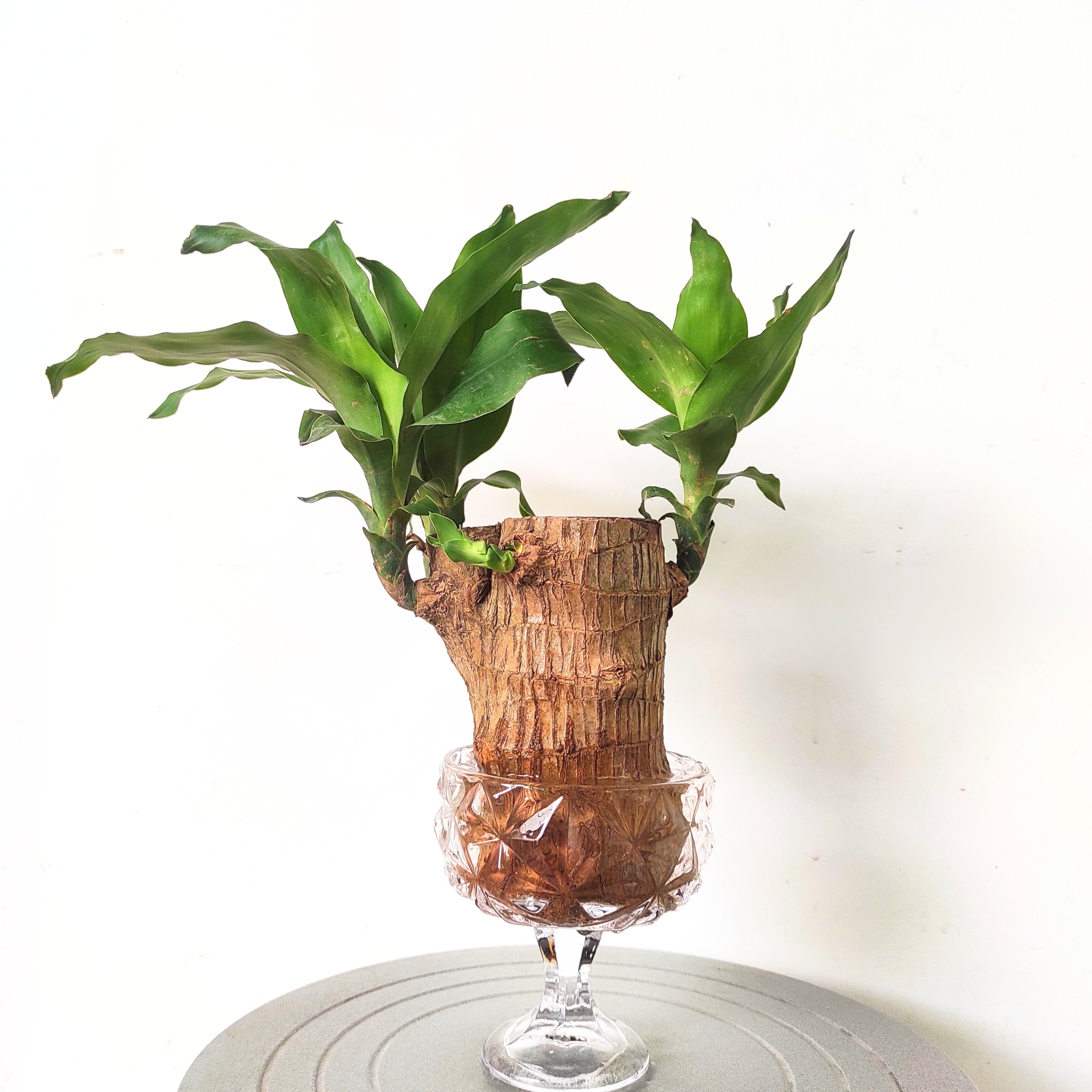 Brazilian Wood Plant