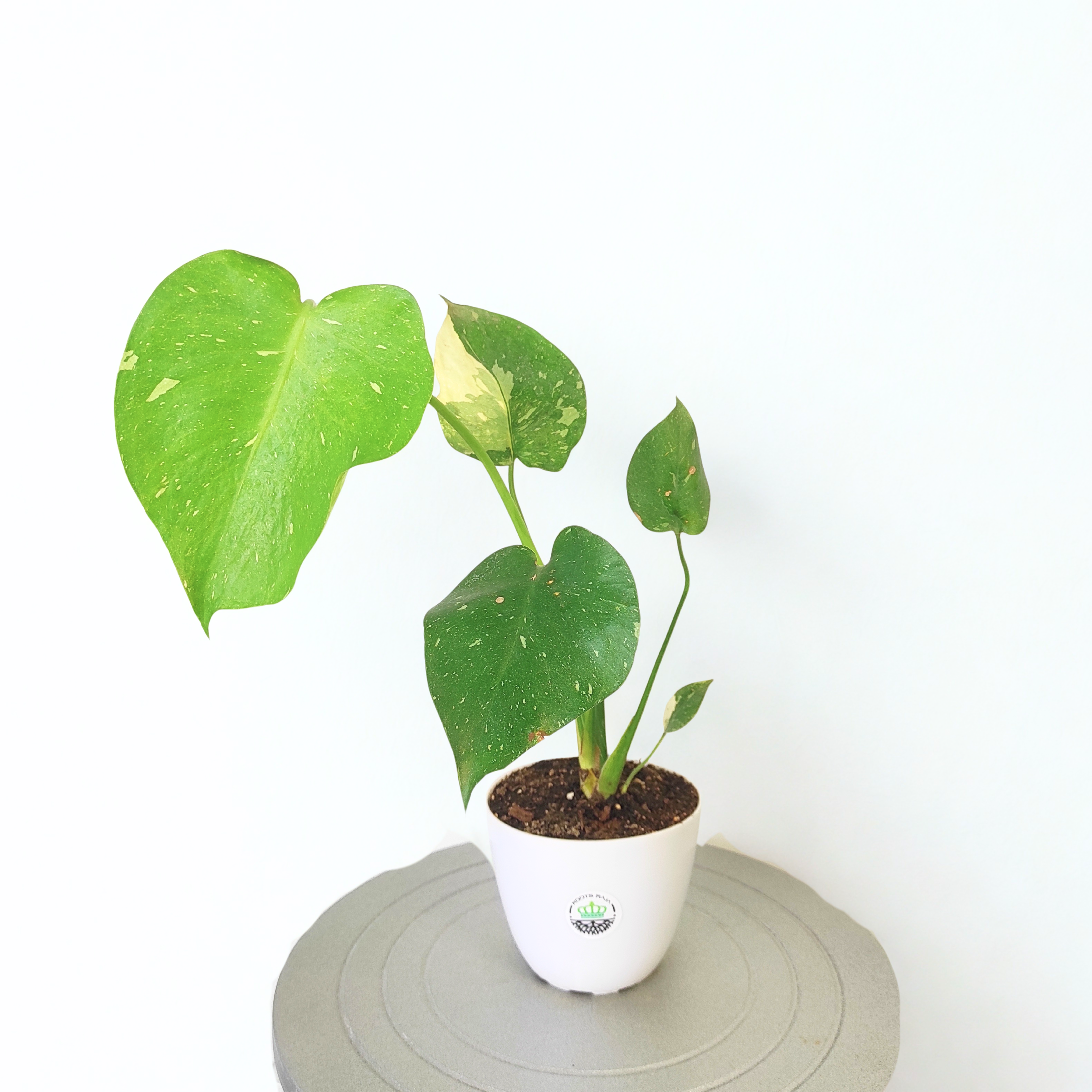 Monstera Thai Constellation