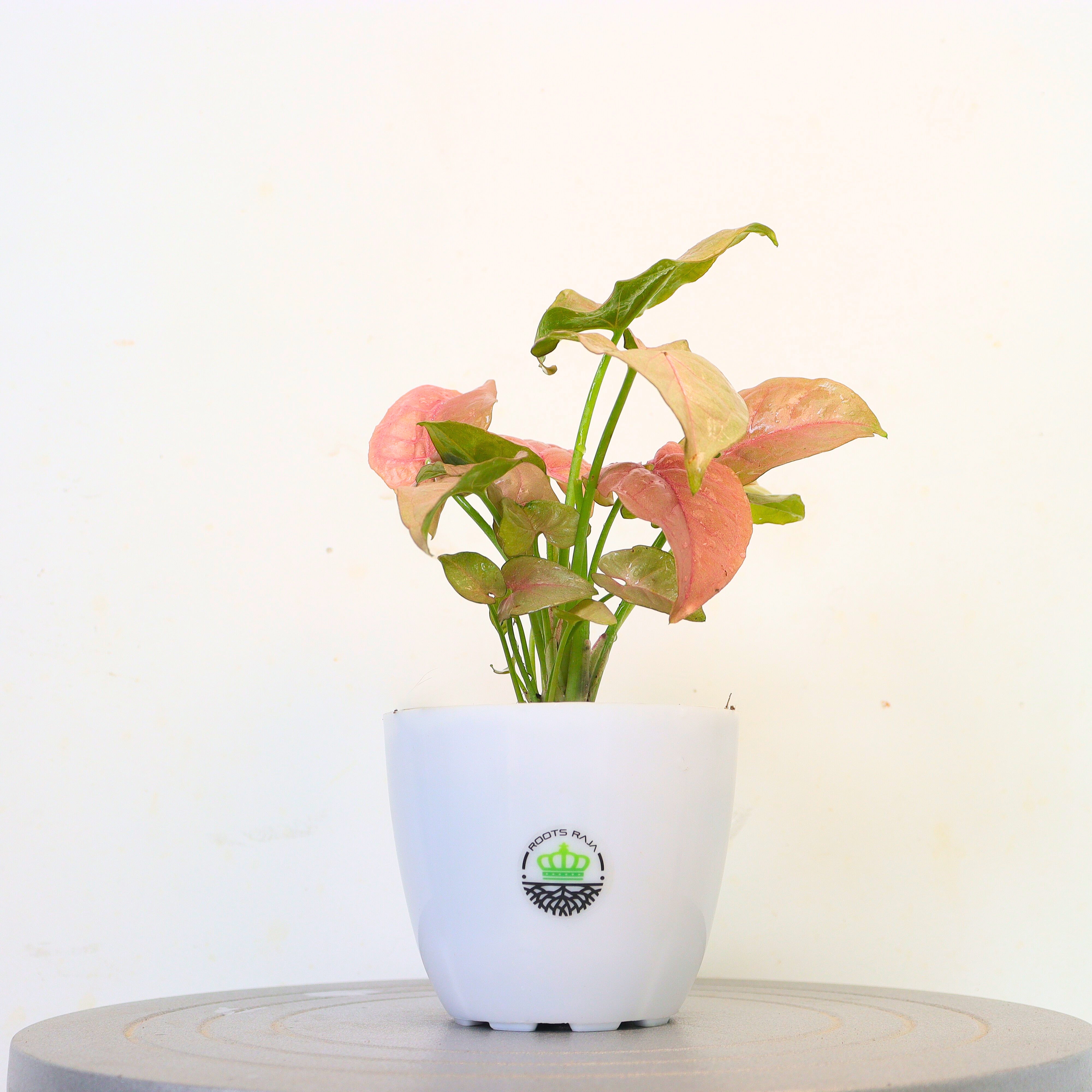 Pink Syngonium