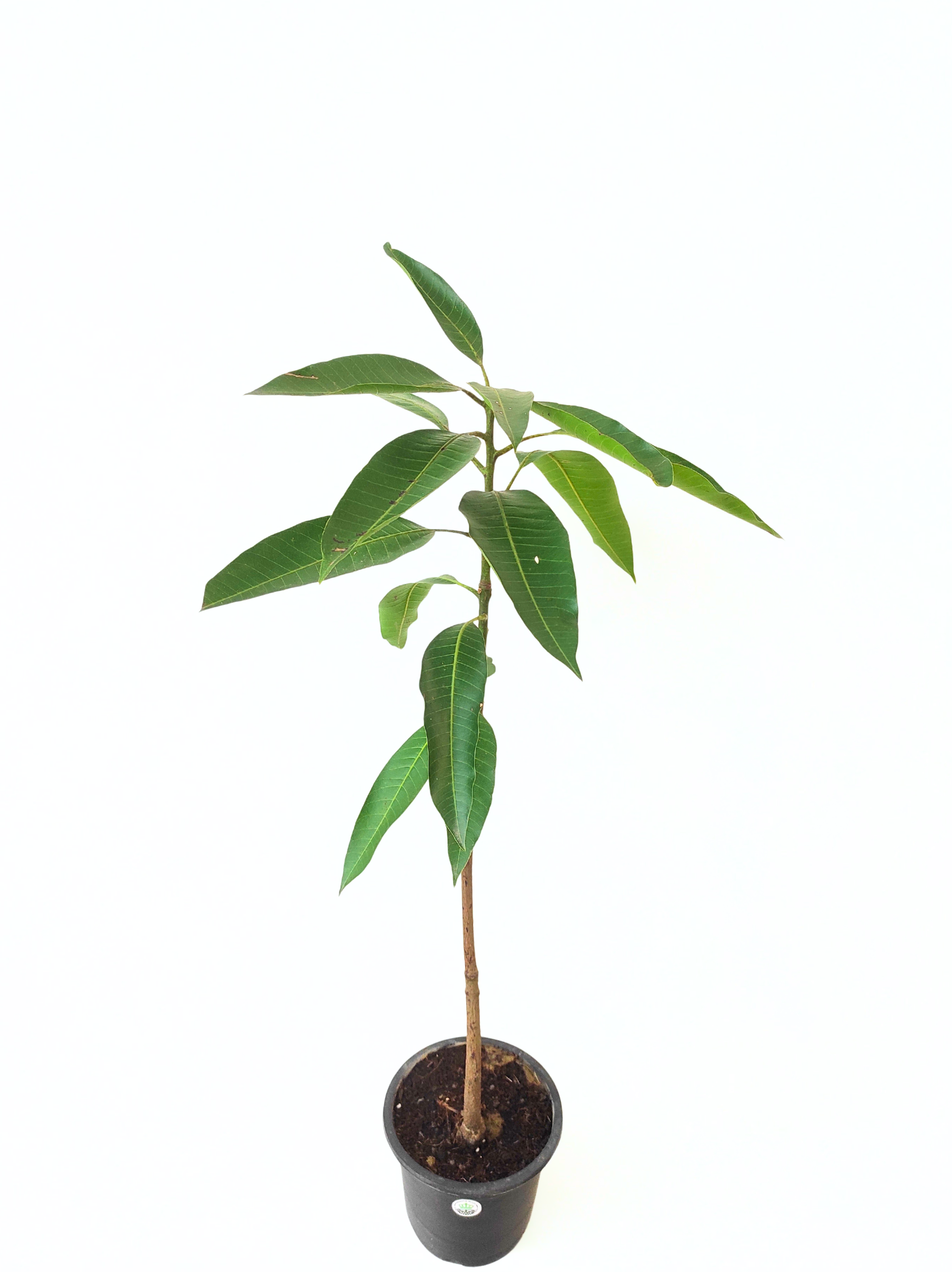 Grafted Chakapat Mango